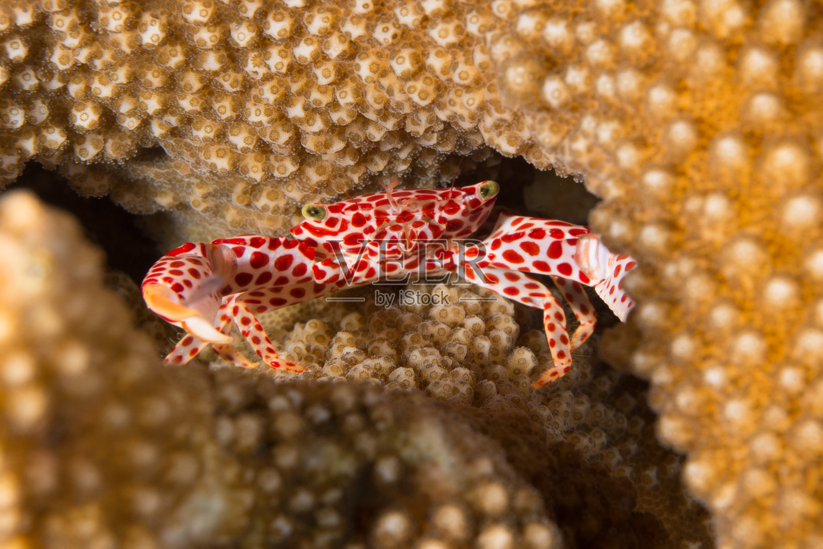 珊瑚和甲壳类动物照片摄影图片