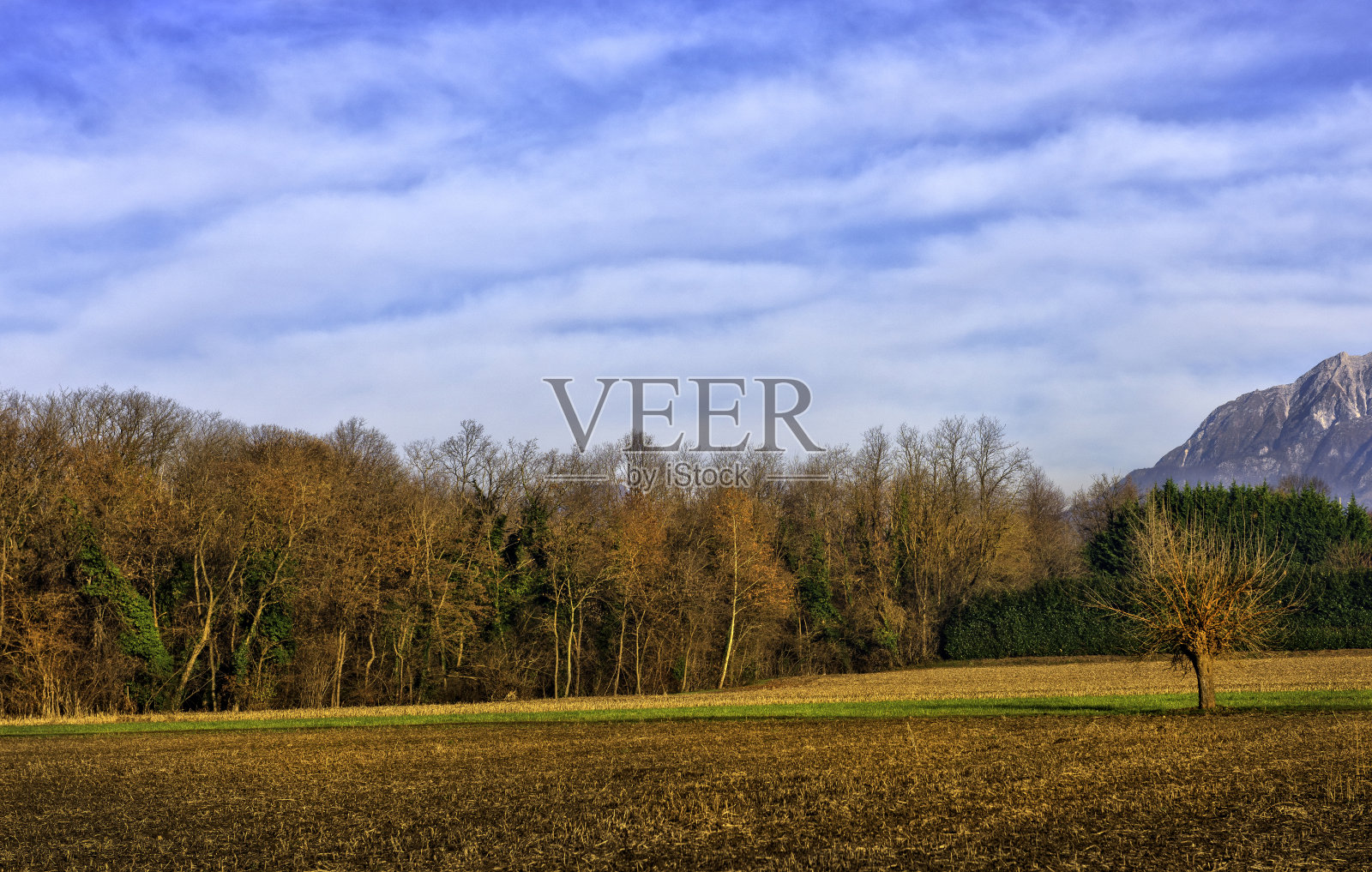 田野里有一棵桑树照片摄影图片