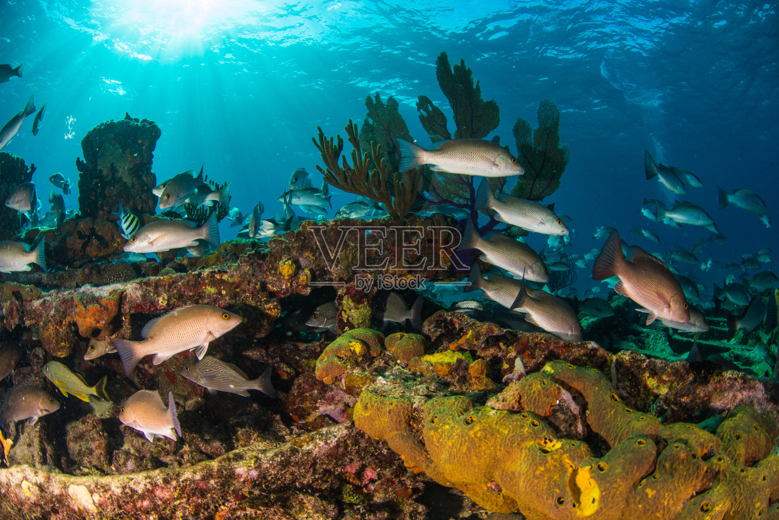 珊瑚照片摄影图片