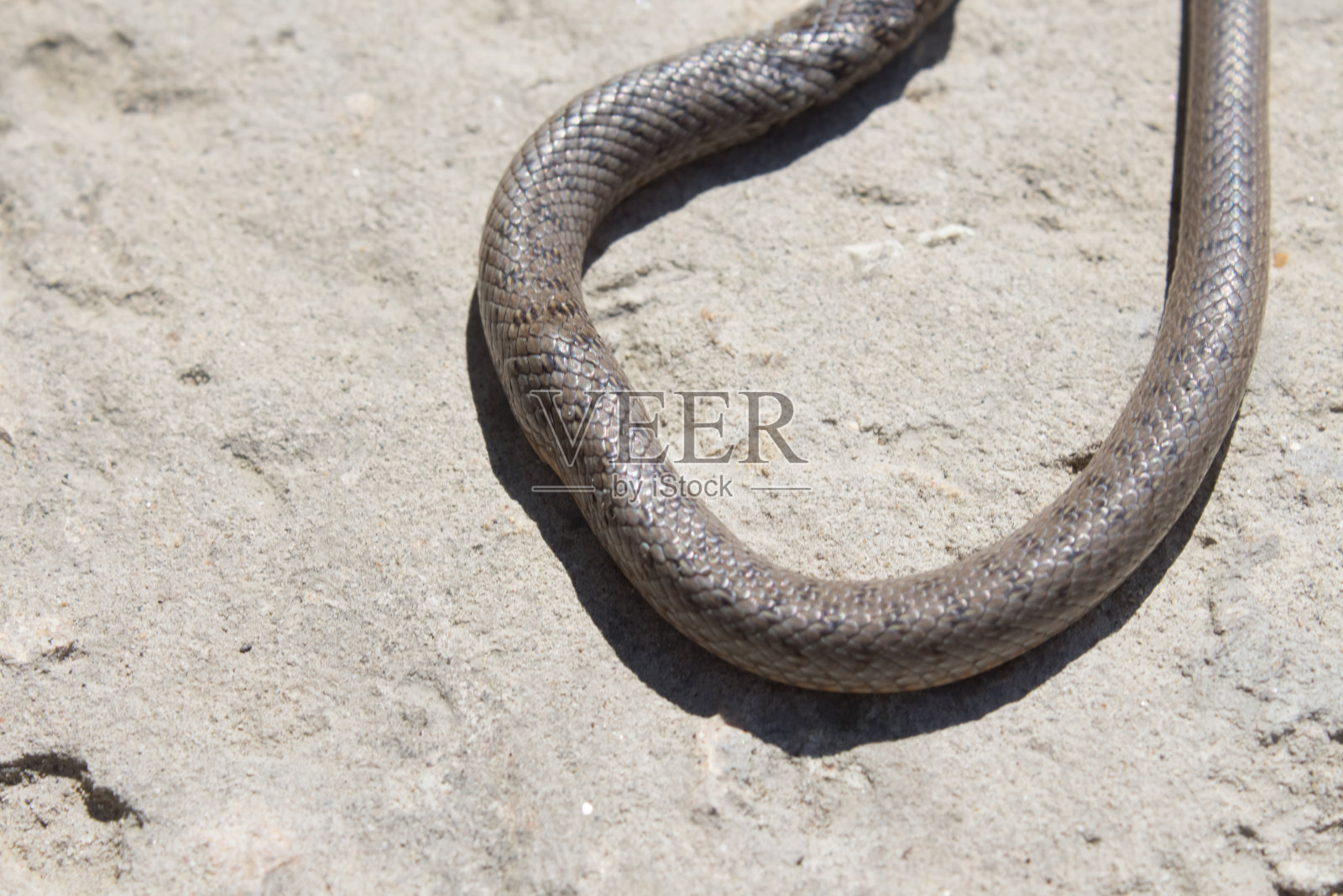 张开大口的蛇看着摄像机爬行。毒蛇在院子里，捉蛇的概念照片摄影图片