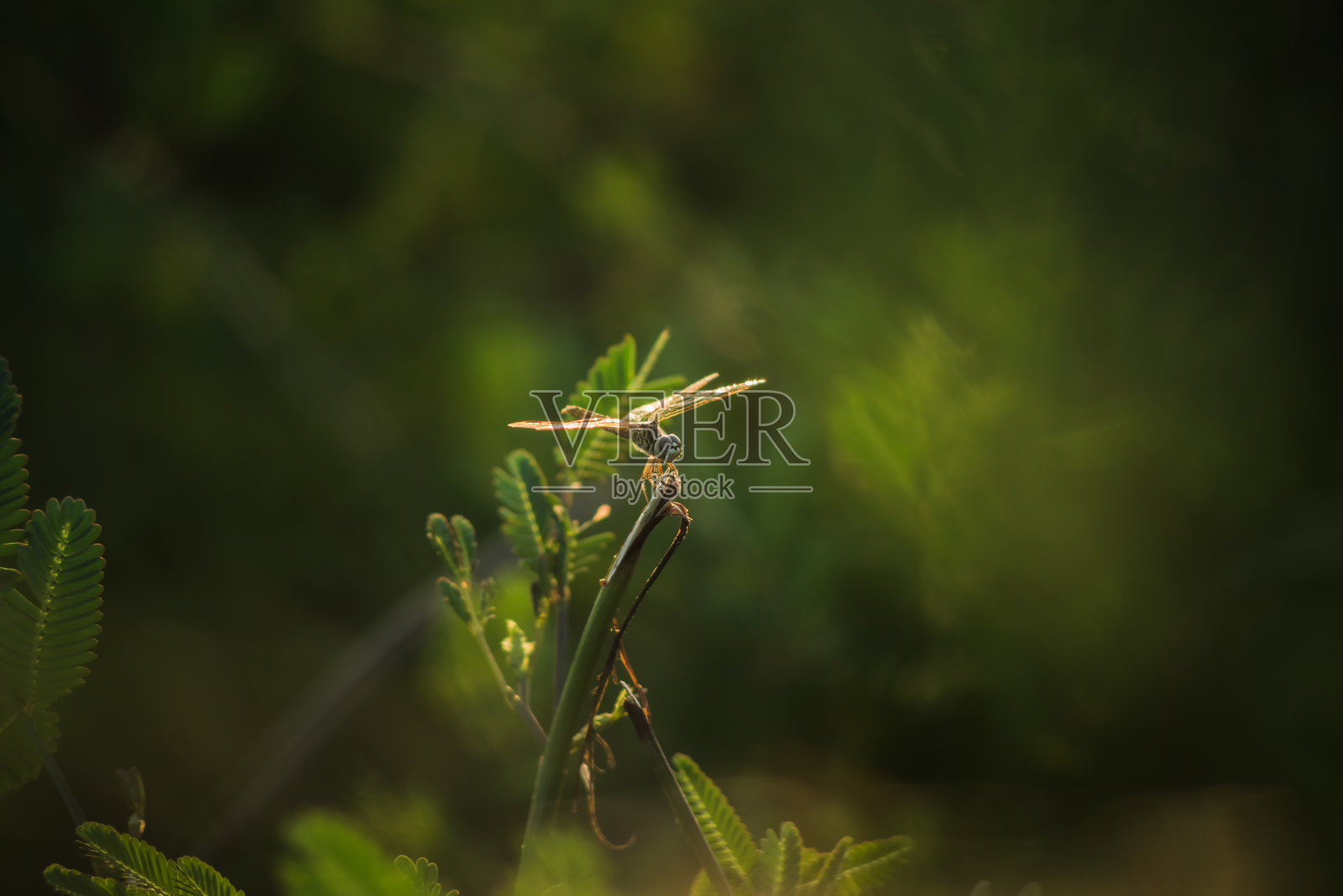 蜻蜓照片摄影图片