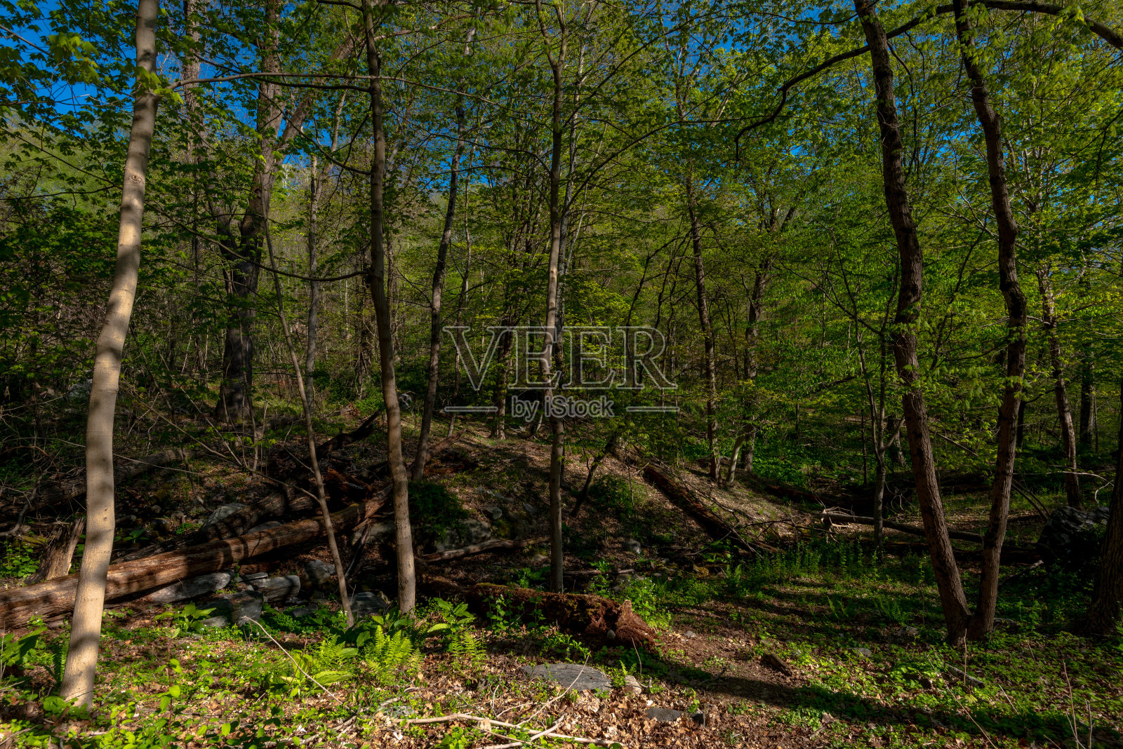 哈德逊谷的春天照片摄影图片