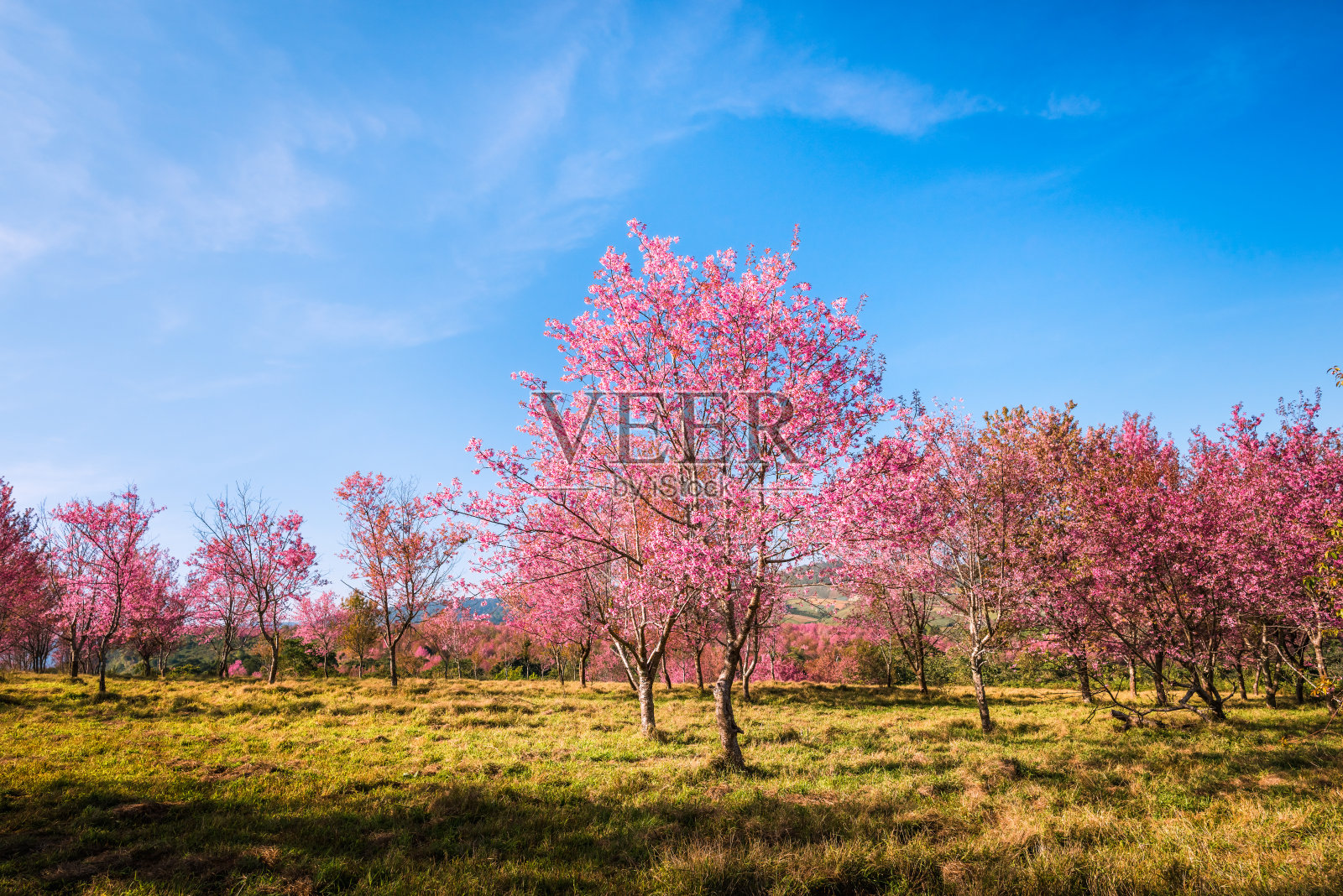 野生喜马拉雅樱桃在阳光日在山顶照片摄影图片