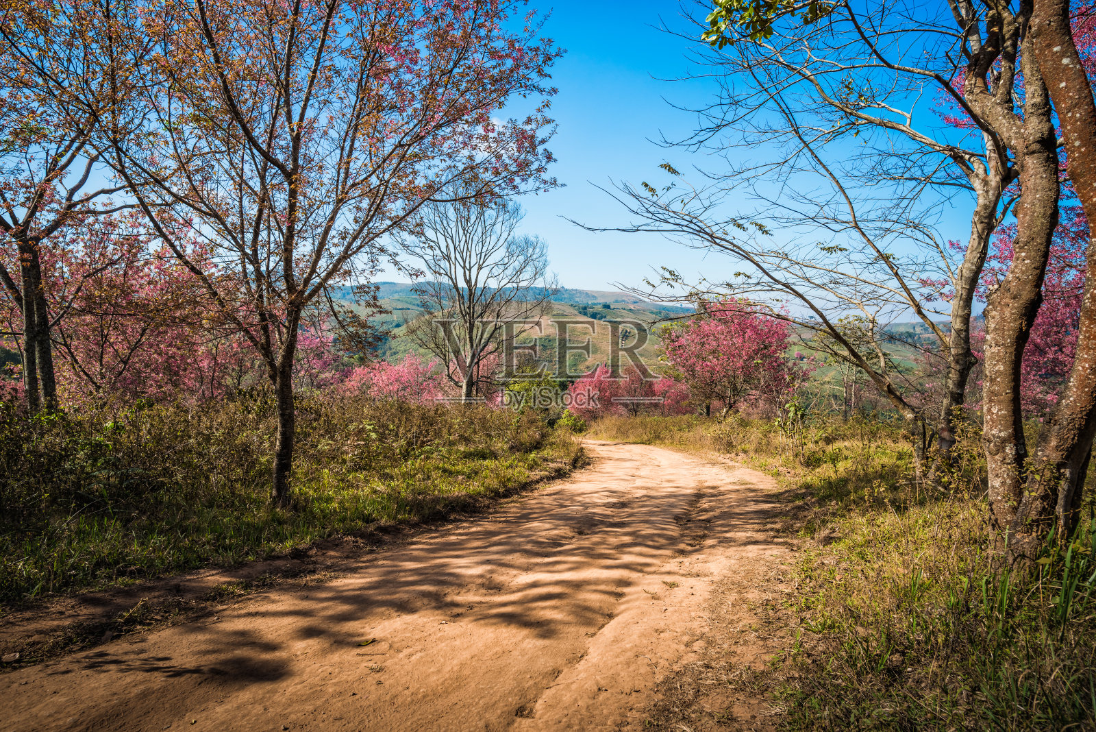 野生喜马拉雅樱桃在阳光日在山顶照片摄影图片