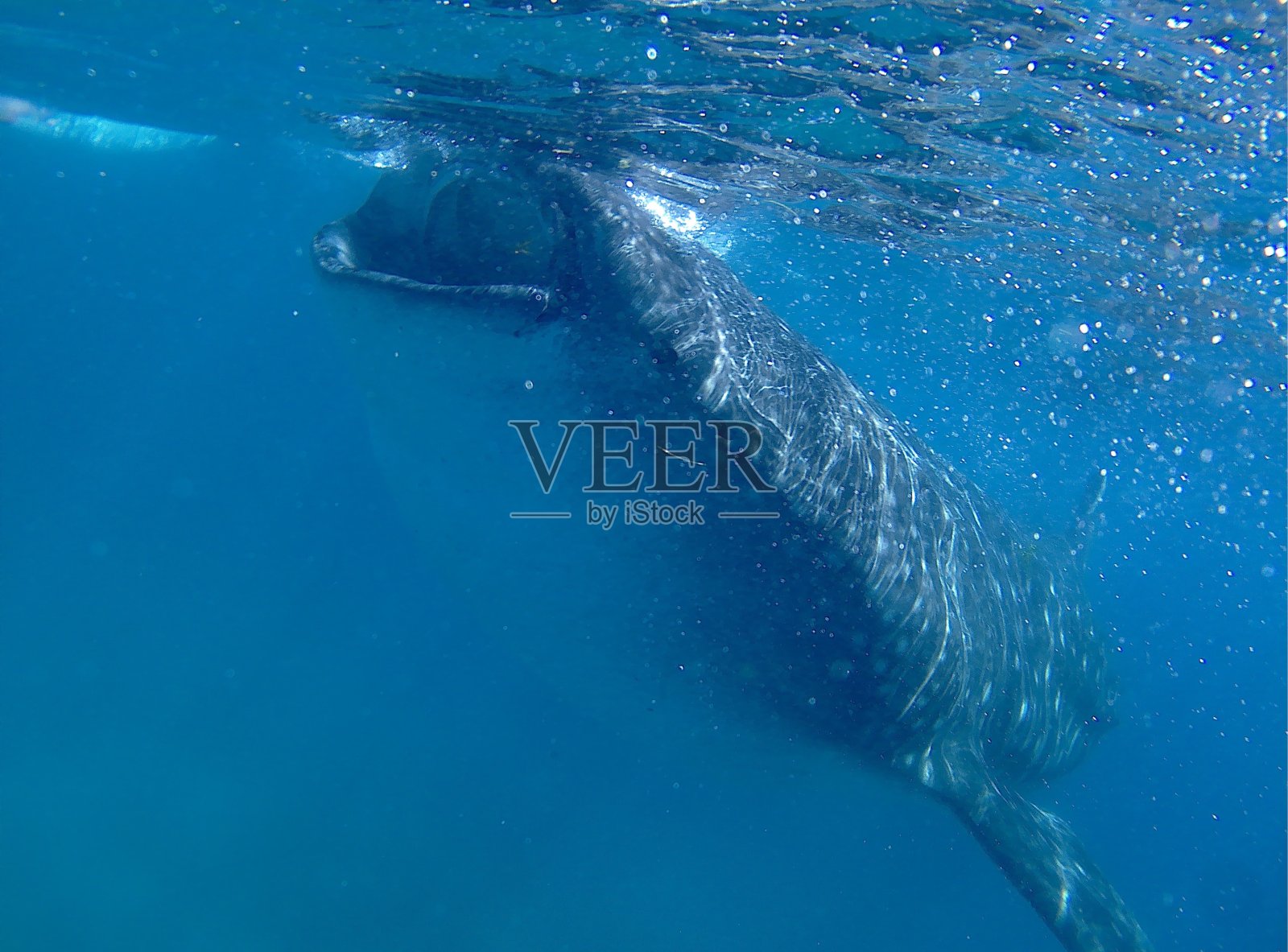 菲律宾奥斯洛布的鲸鲨照片摄影图片