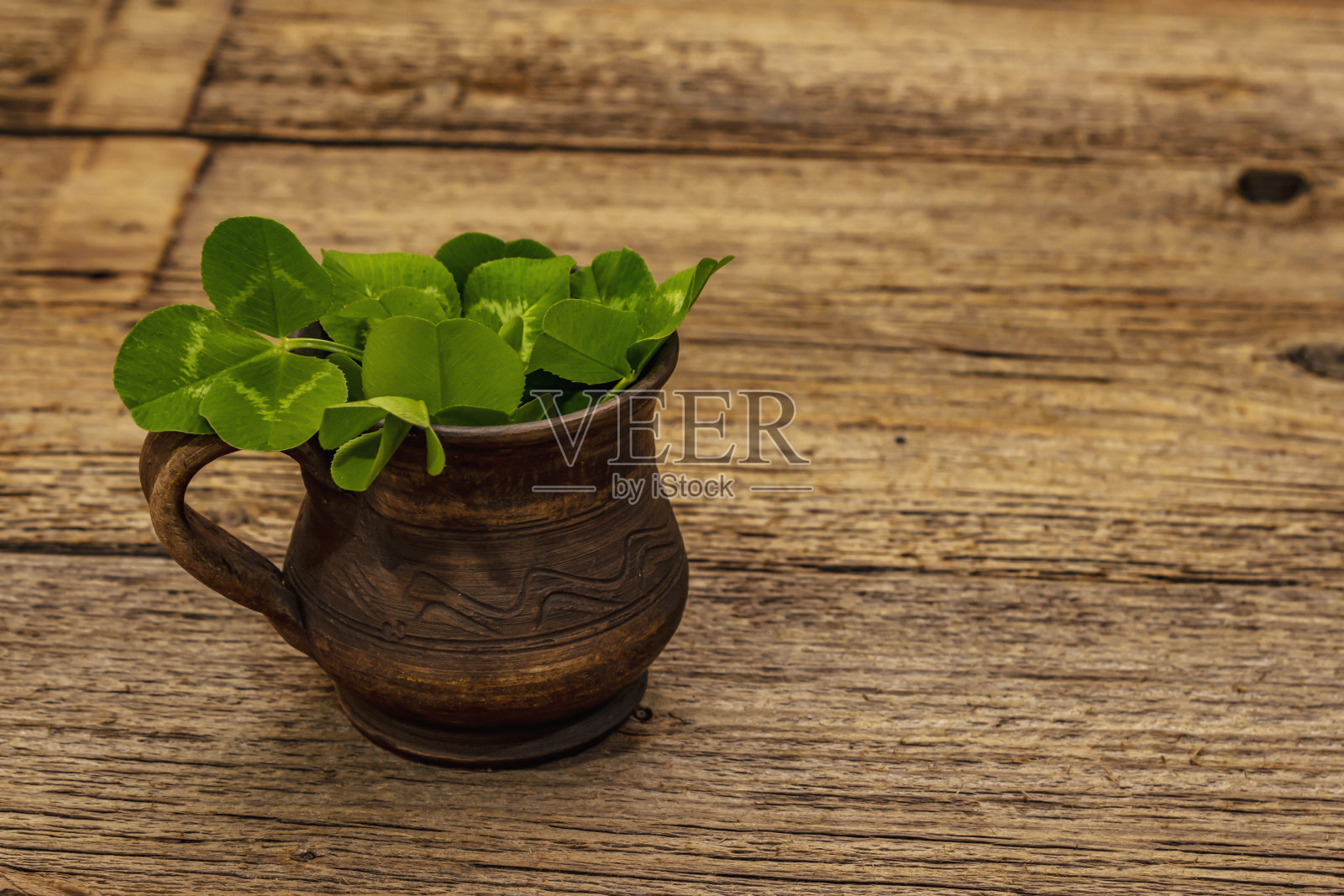 新鲜苜蓿叶。好运的象征，圣帕特里克节的概念照片摄影图片