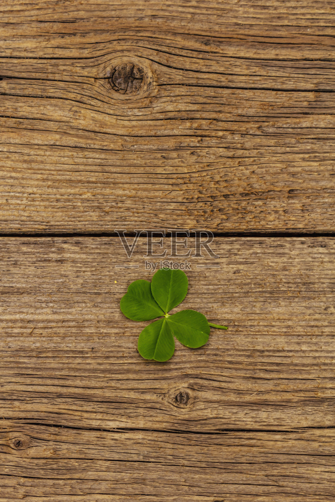 新鲜苜蓿叶。好运的象征，圣帕特里克节的概念照片摄影图片