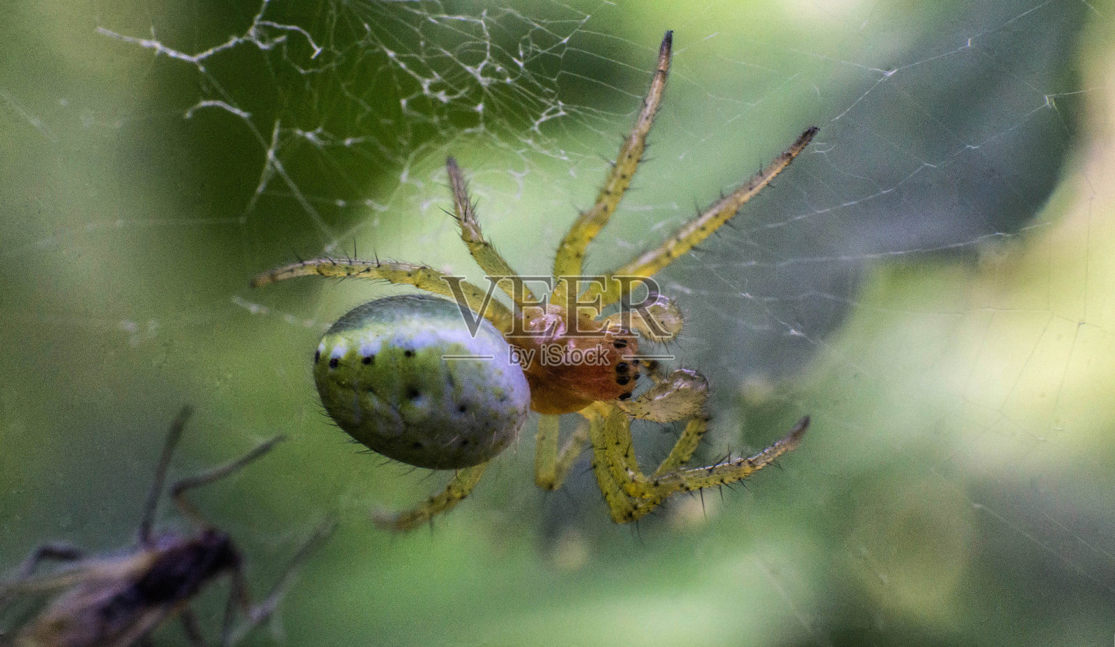 蜘蛛网上可怕的绿蜘蛛，春日照片摄影图片