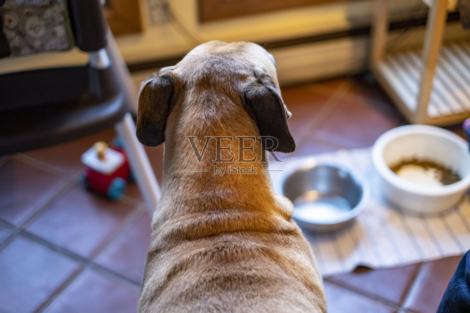 狗望照片摄影图片