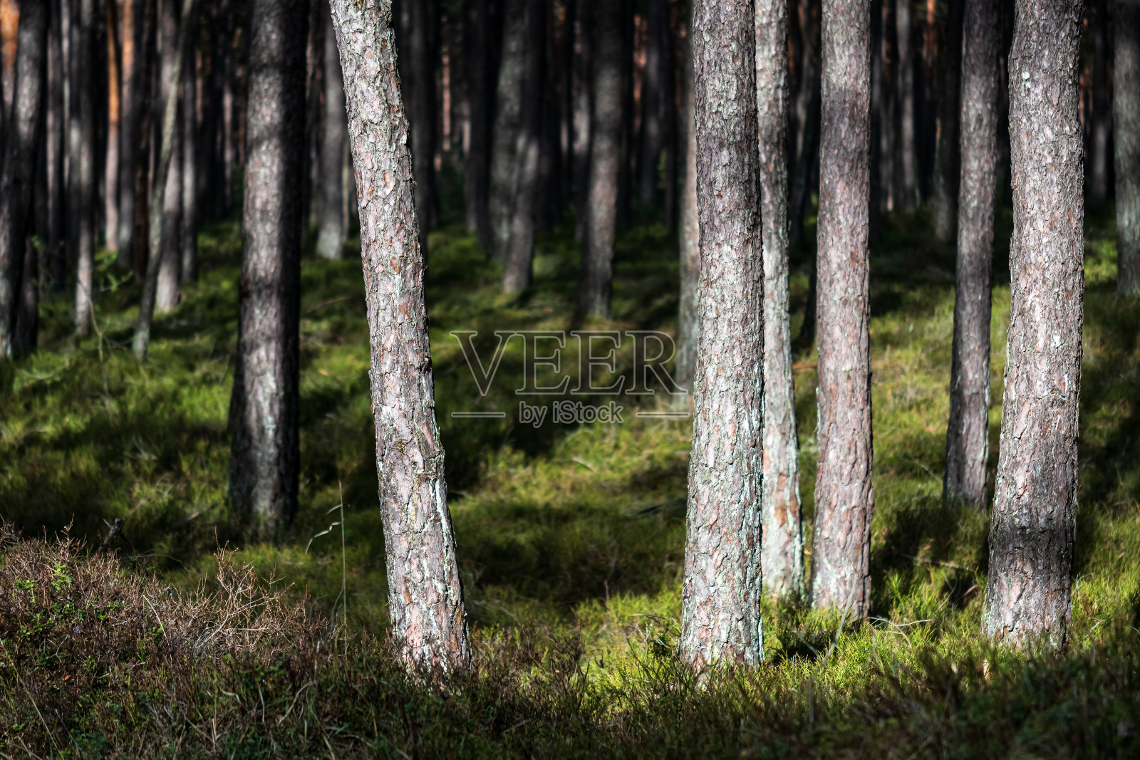 树干在阳光充足的森林里照片摄影图片
