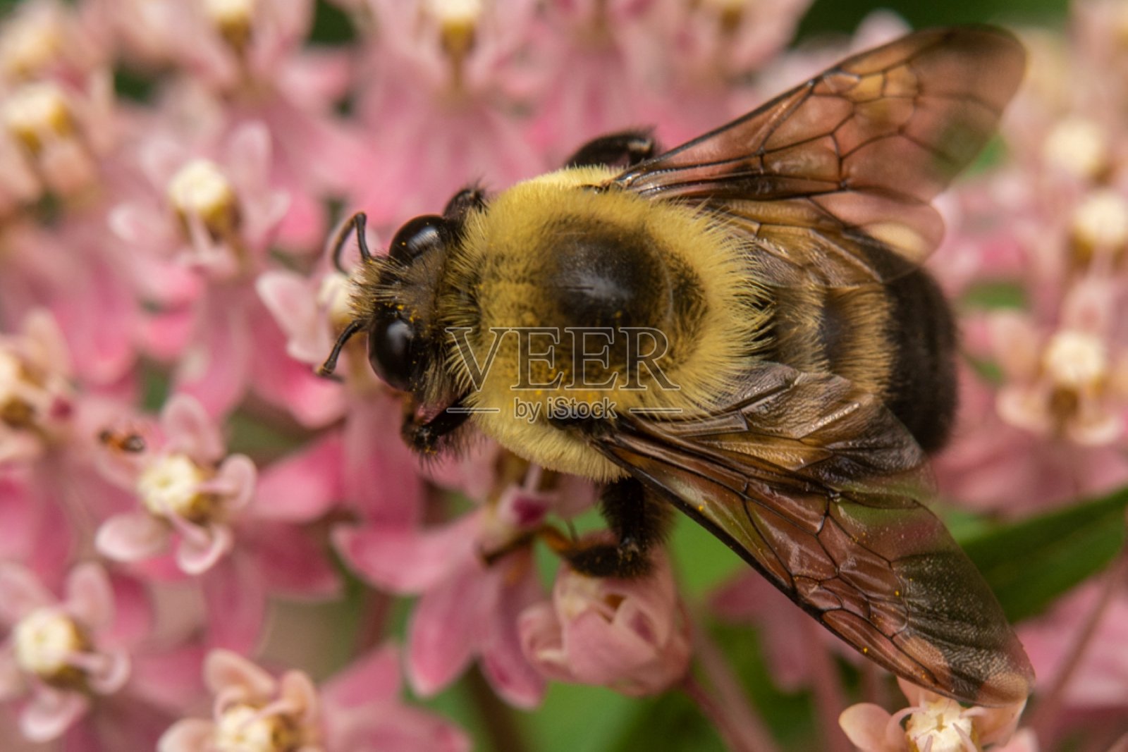 近距离观察植物、昆虫和灌木照片摄影图片