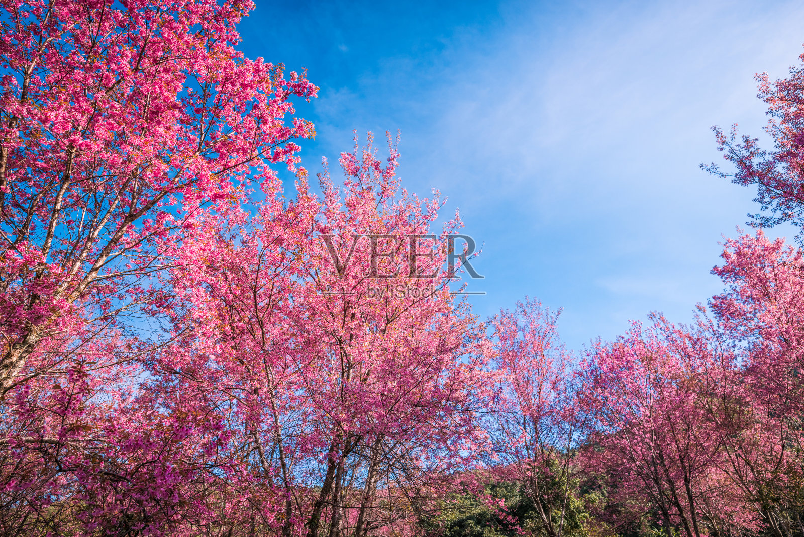 野生喜玛拉雅樱桃照片摄影图片