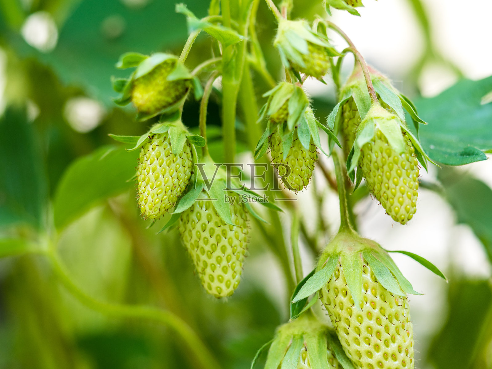 草莓花……照片摄影图片