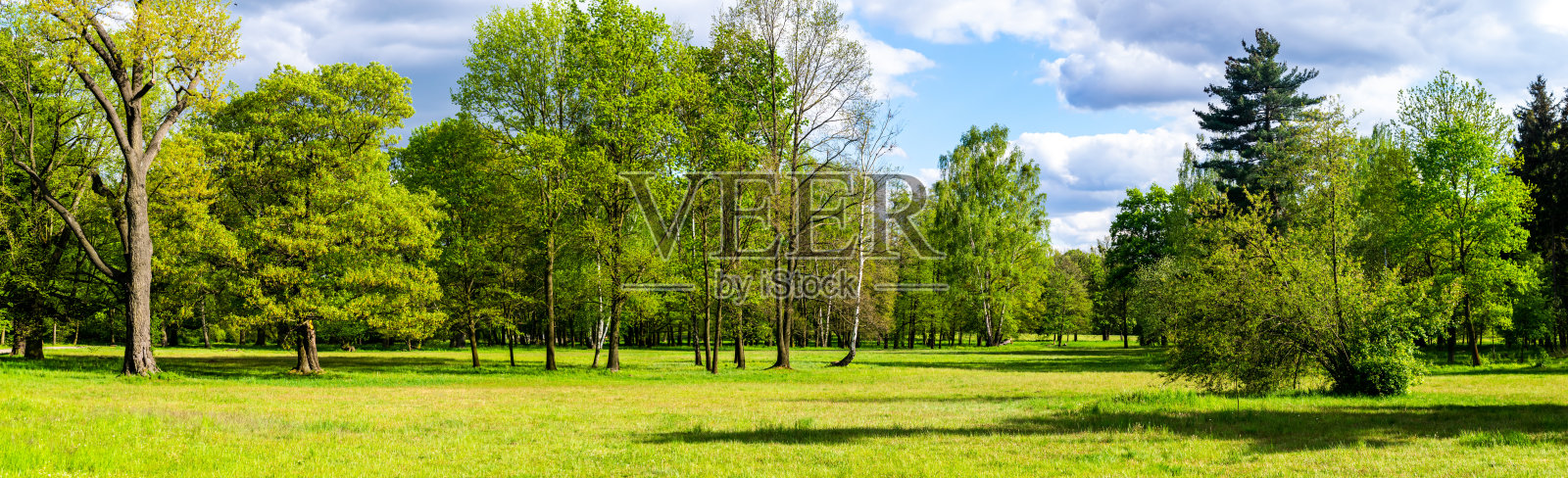 森林在一个美丽的阳光明媚的日子照片摄影图片