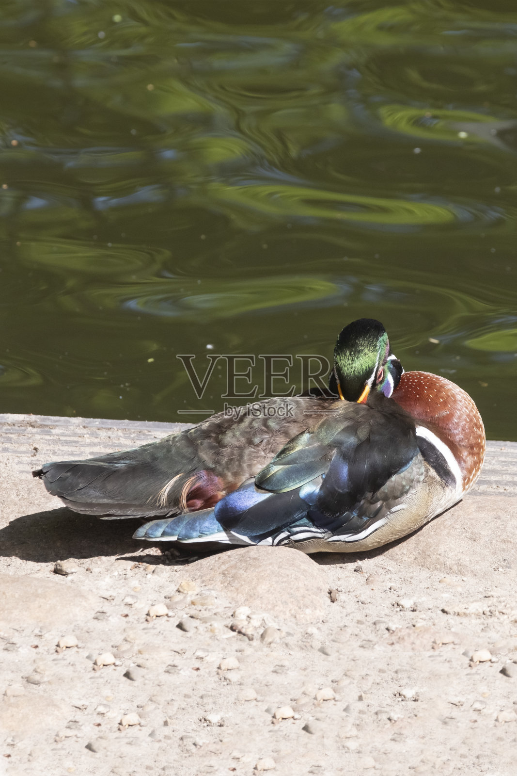 一只雄性木鸭正站在水边。也被称为卡罗莱纳鸭。在阳光下有着明亮的色彩照片摄影图片