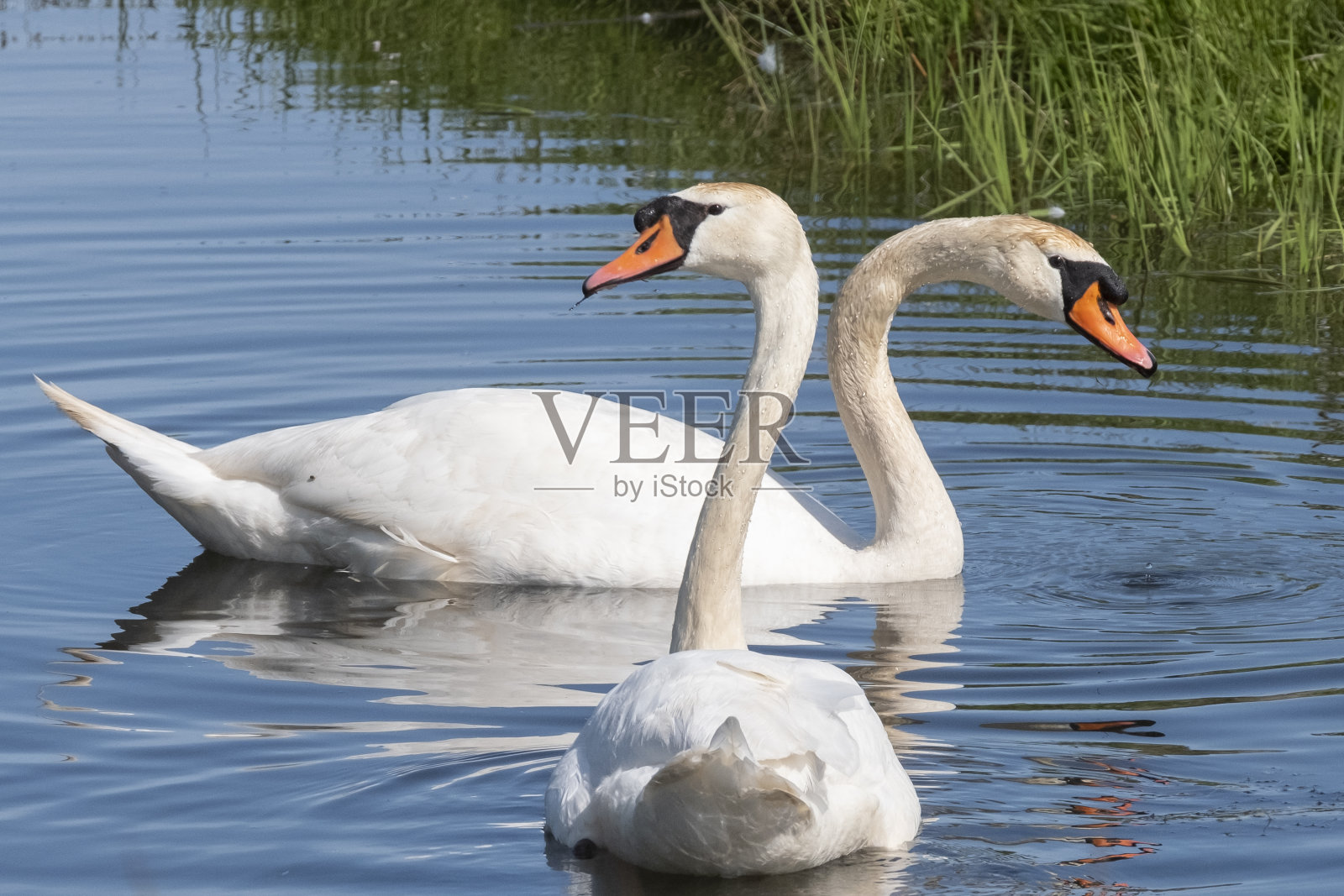 两只长着橙色喙的白天鹅在池塘里游泳，阳光照在羽毛上。蓝色的水中倒影照片摄影图片