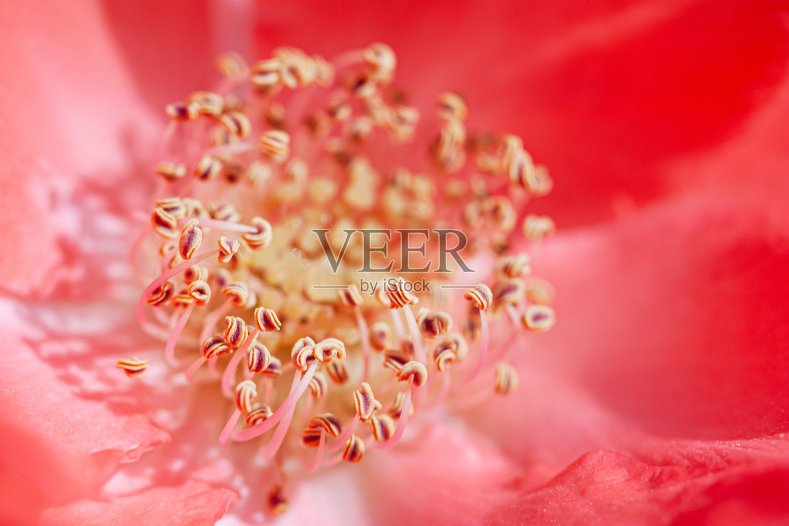 美丽生动的宏玫瑰的雌蕊和stame照片摄影图片