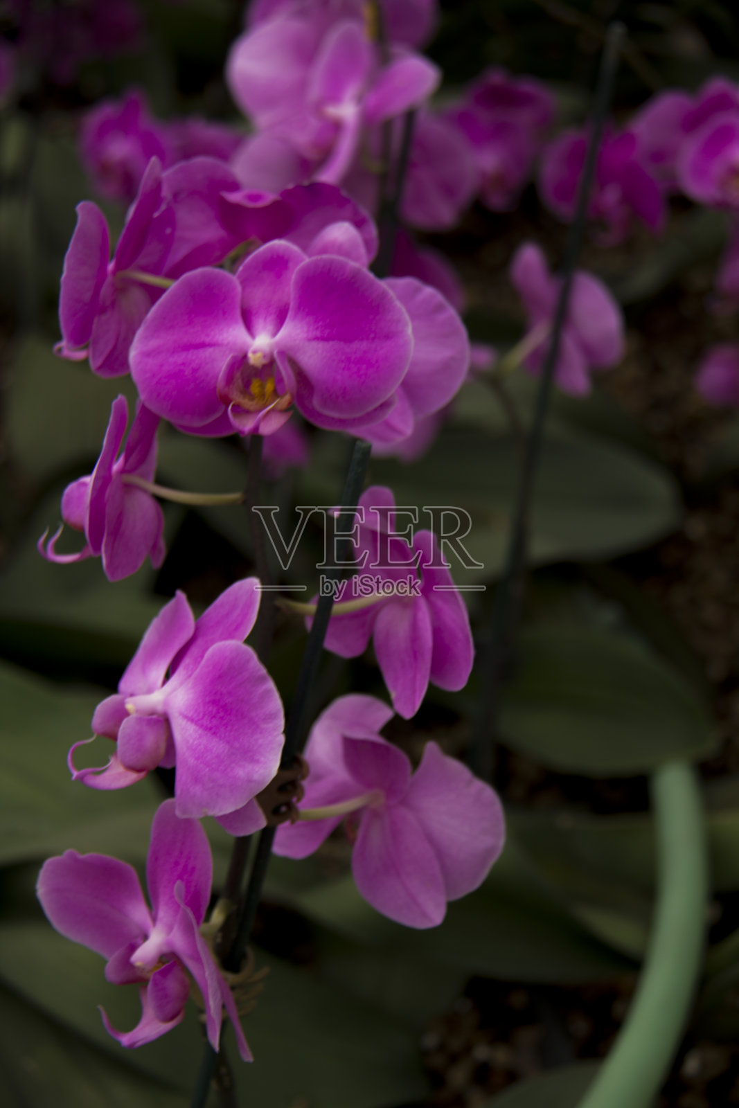 粉色背景上的粉色兰花特写，粉色兰花微距。照片摄影图片