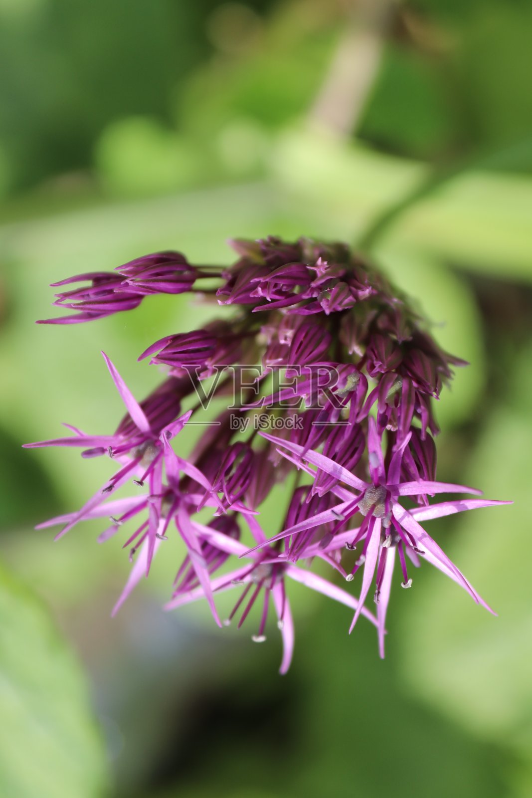 晚春的动植物照片摄影图片