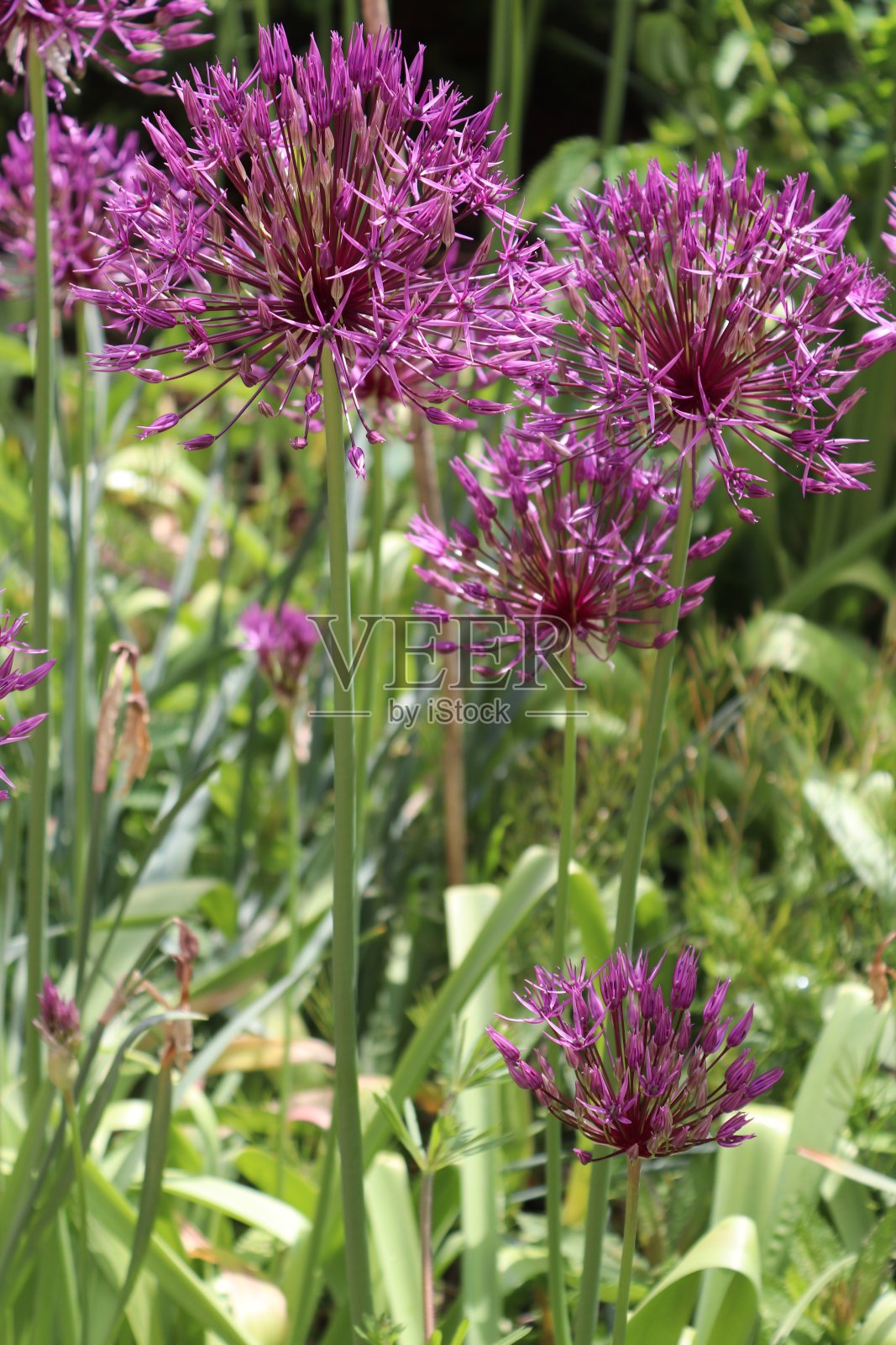 晚春的动植物照片摄影图片