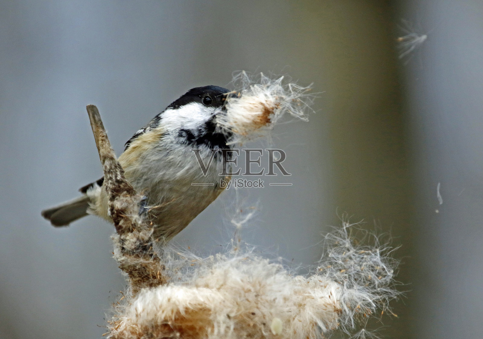 鸟类收集筑巢材料照片摄影图片