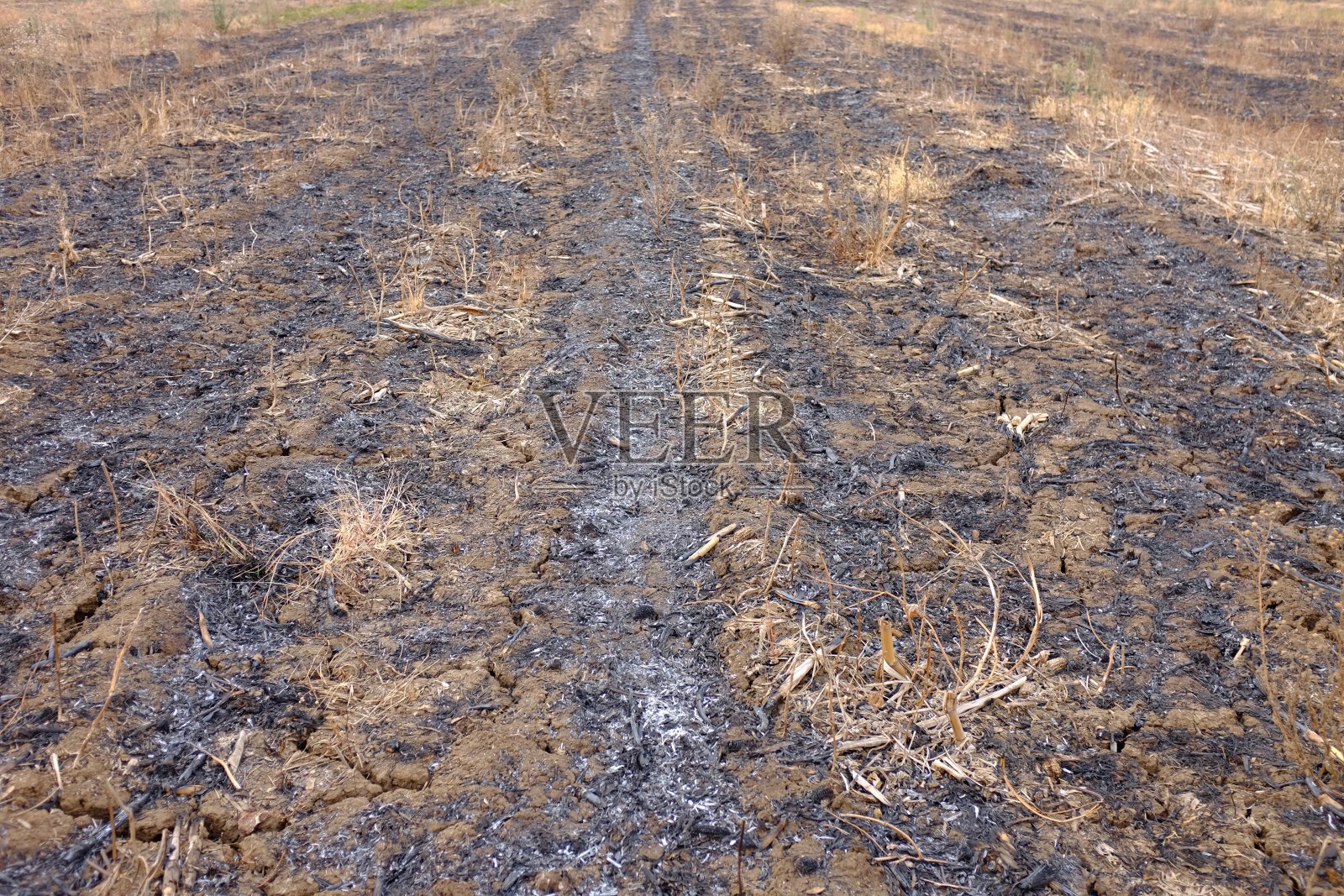 龟裂的土地和干燥的土地上燃烧的草。环保理念。照片摄影图片