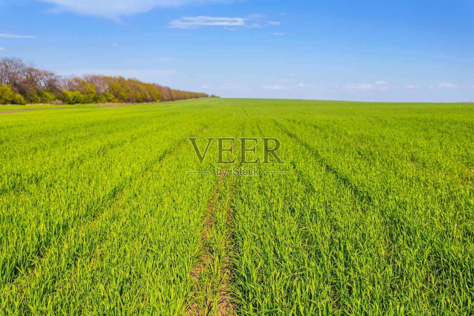 翠绿的田园照片摄影图片