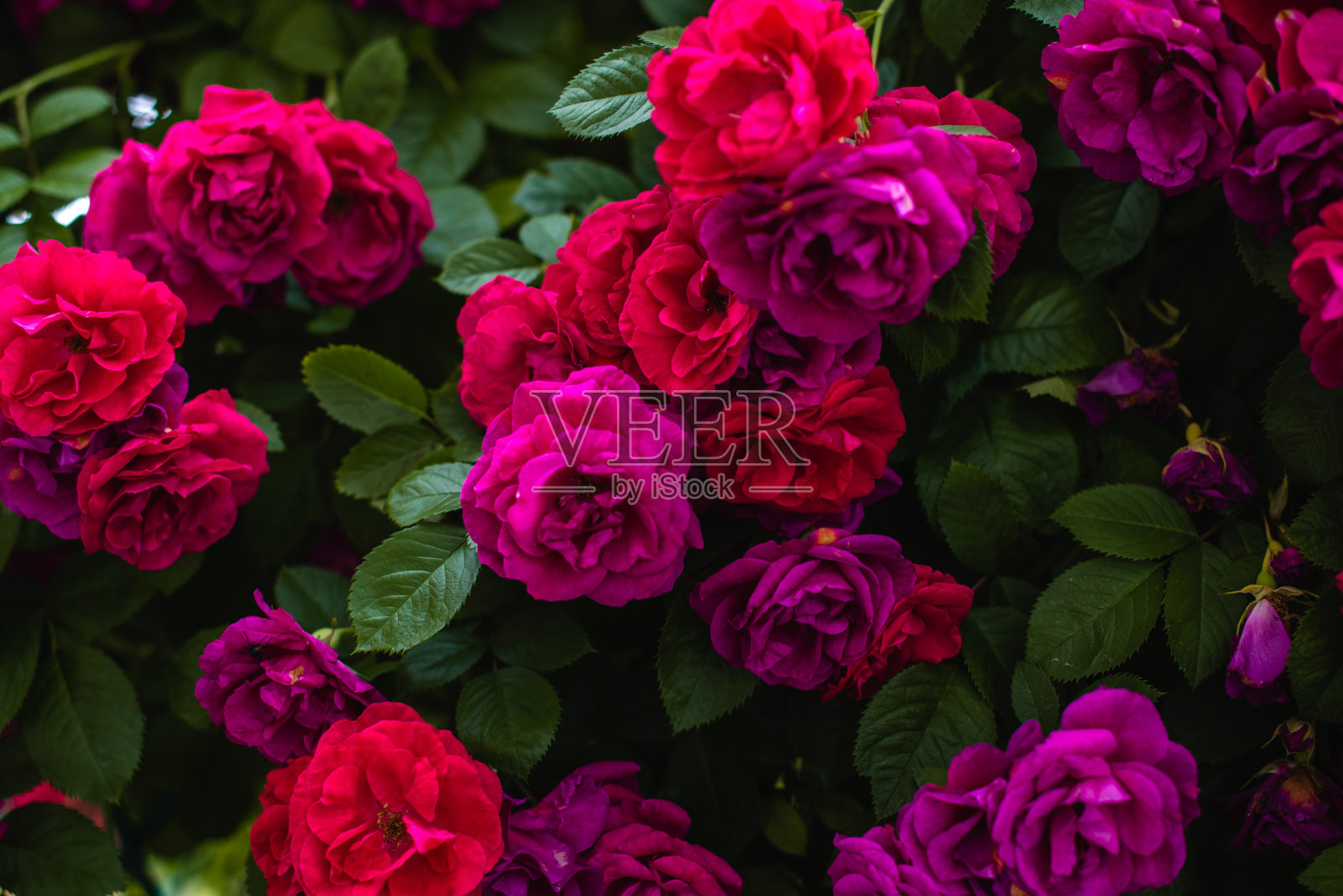 花园里盛开的玫瑰花丛。玫瑰花丛的背景照片摄影图片