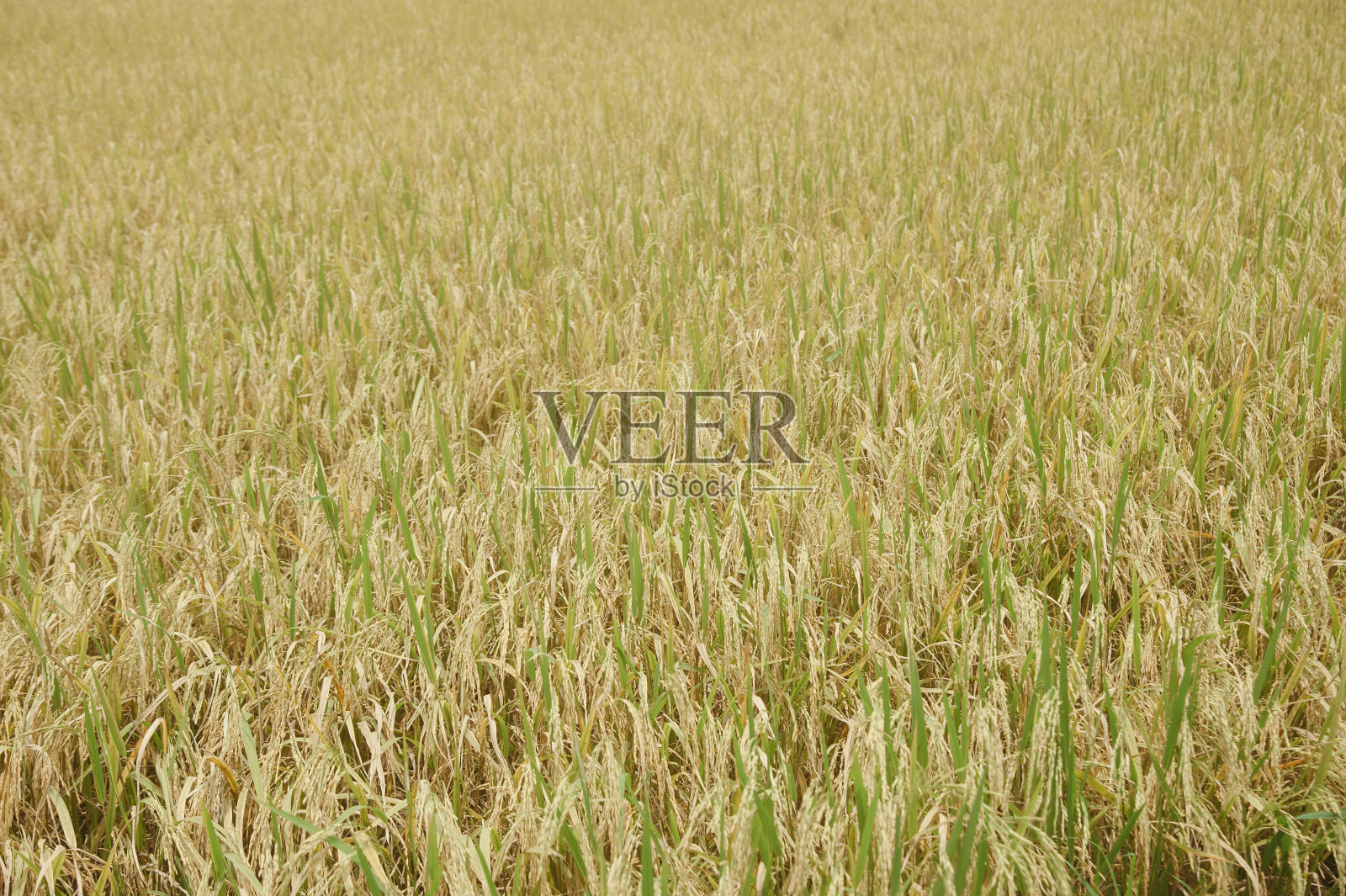 金色的稻田在午后金色的阳光下照片摄影图片