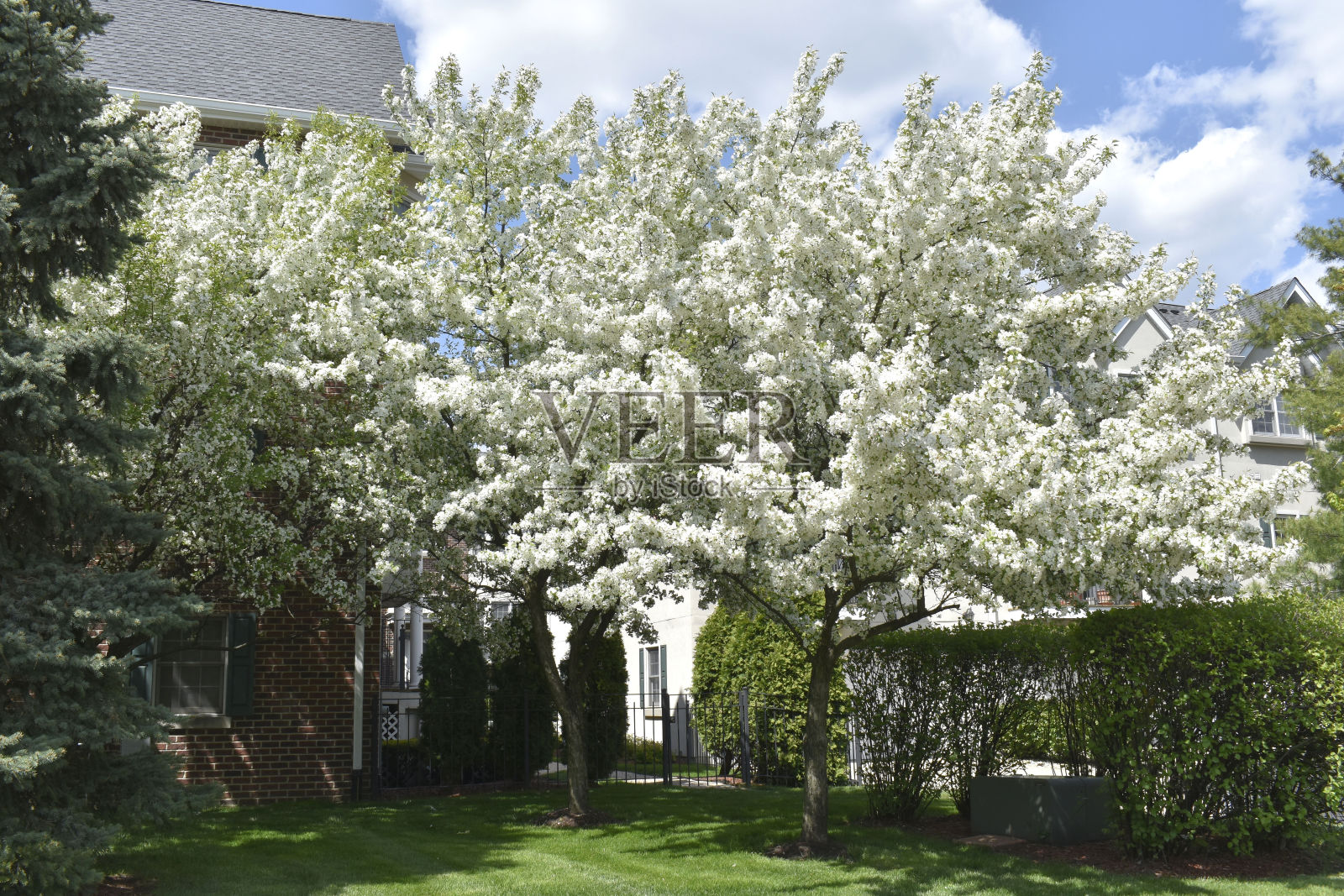 苹果树开花照片摄影图片
