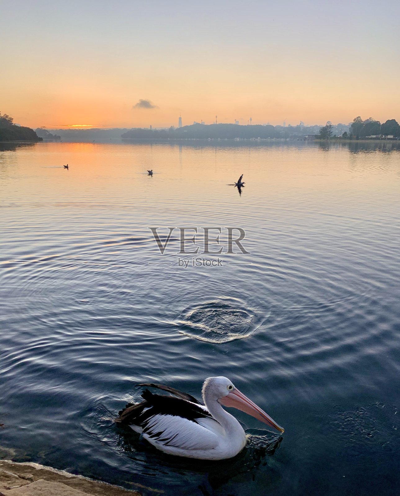 美丽的常驻鹈鹕日出照片摄影图片