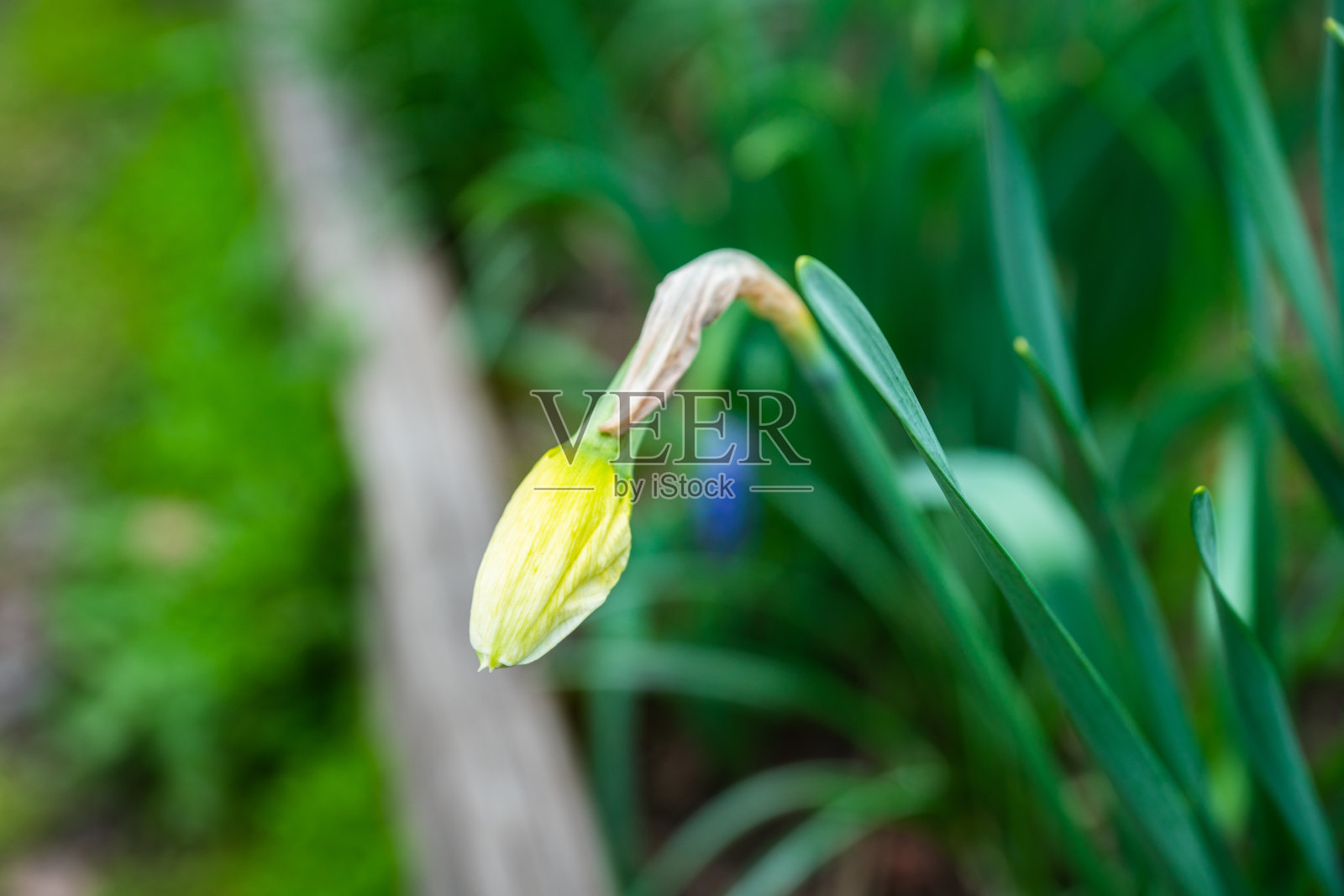 花园里的水仙花。有选择性的重点。照片摄影图片