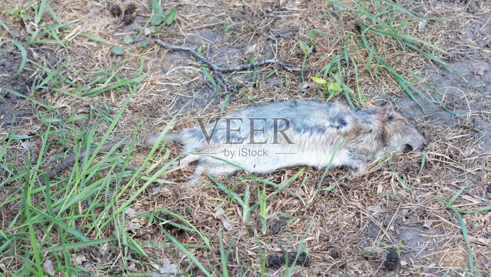 荷兰，死麝鼠躺在草地上照片摄影图片