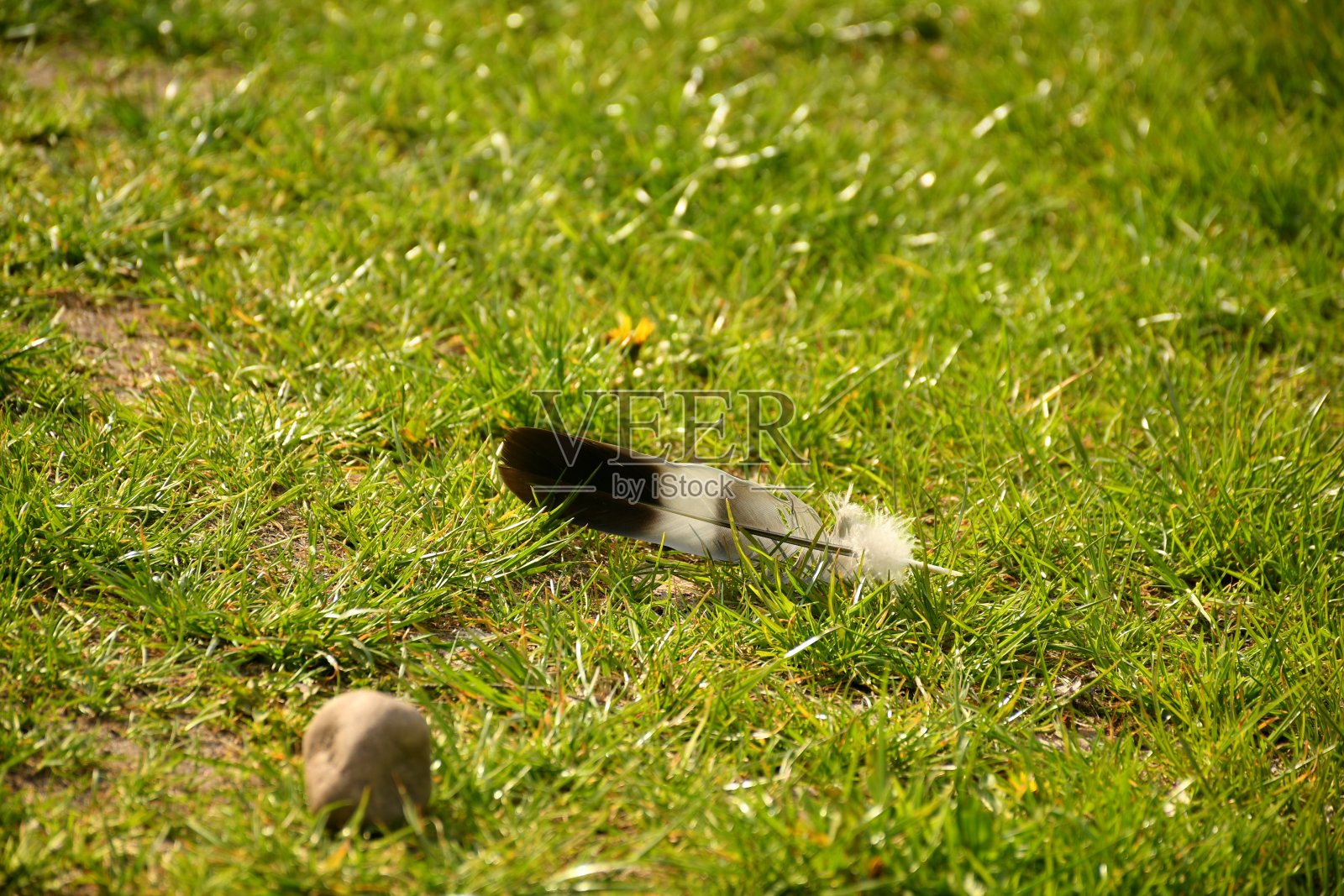 近距离观察一只黑色和灰色的鸟，它躺在草地上，旁边是一块棕色的小圆石。草地或田野上长满了草，开着波兰特有的黄花照片摄影图片