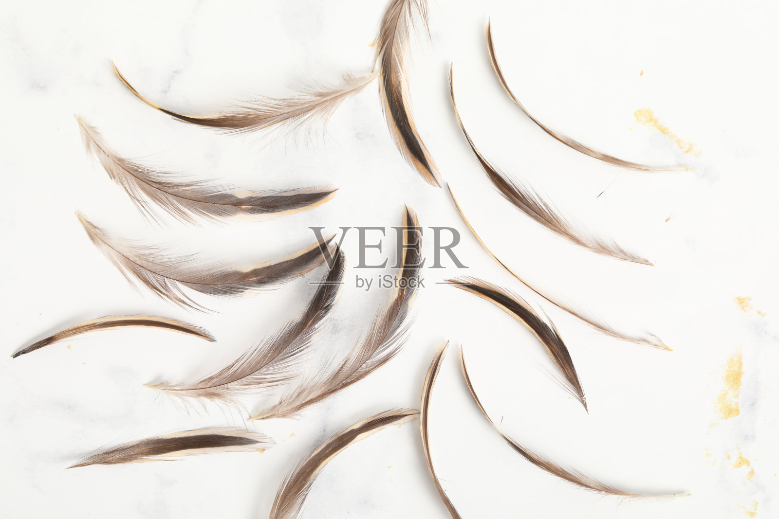 真正的鸡毛前引诱软棕色装饰照片摄影图片