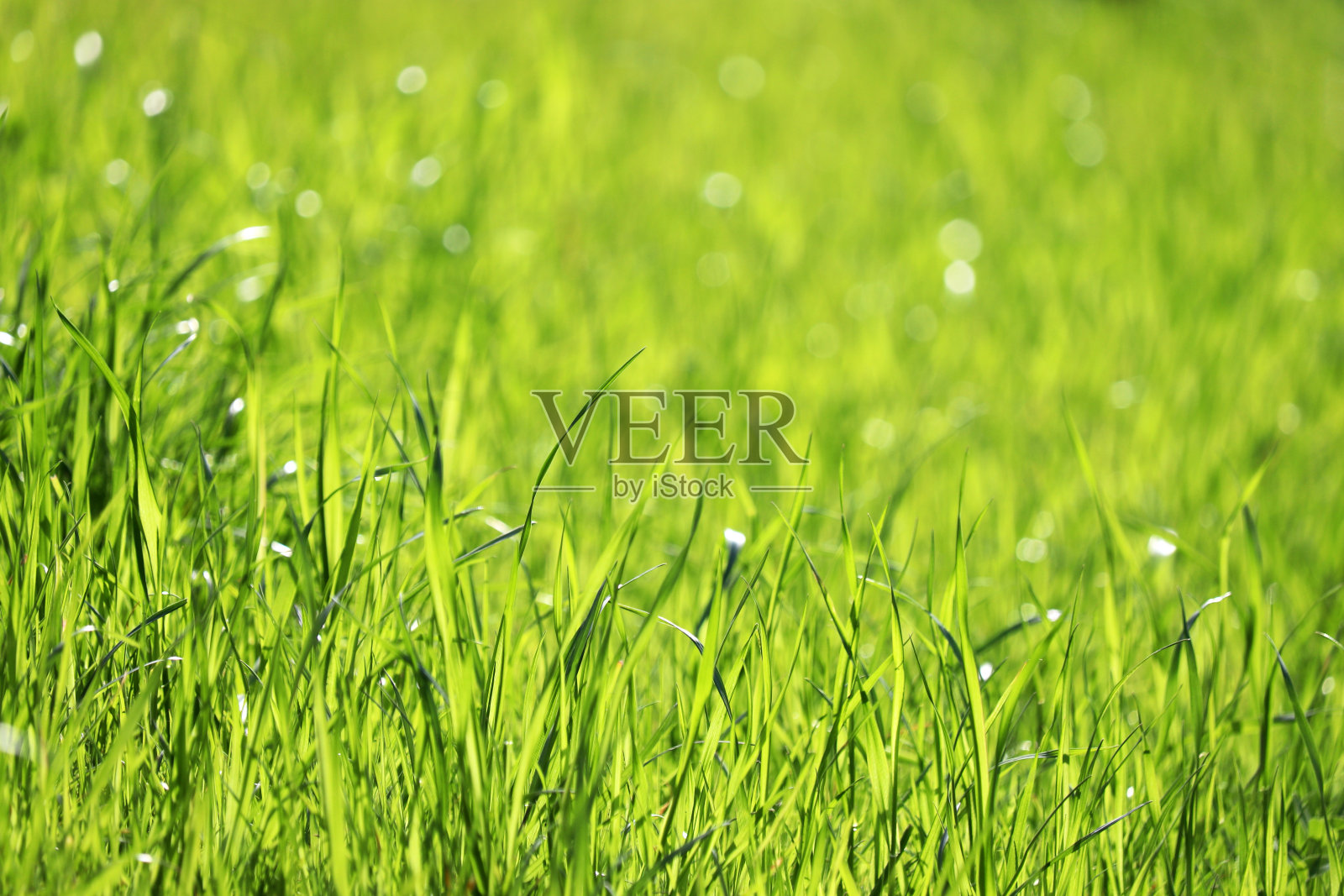 小草在阳光下，选择性聚焦照片摄影图片