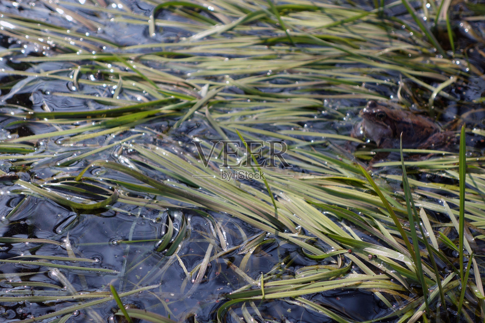 青蛙躲在草丛里，坐在池塘里照片摄影图片