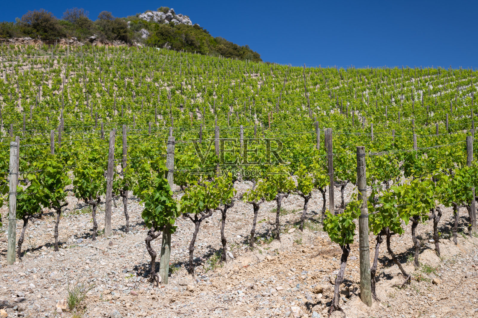 科西嘉的帕特里莫尼奥葡萄园照片摄影图片