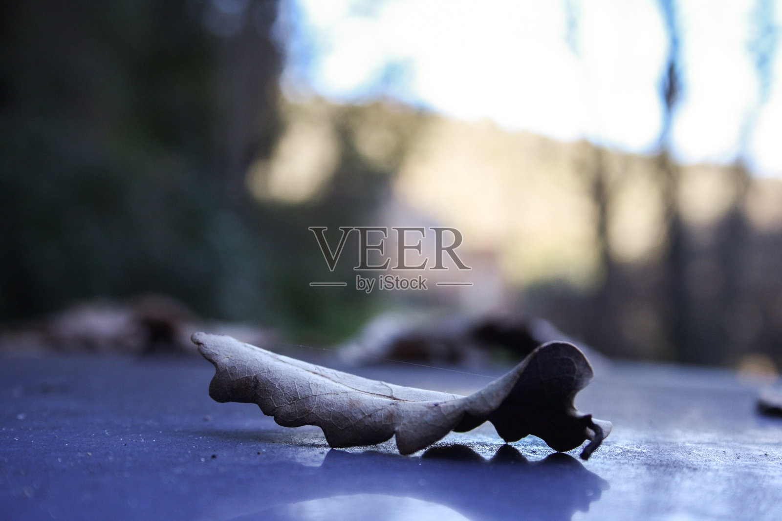 一片叶子落在汽车引擎盖上的特写。照片摄影图片