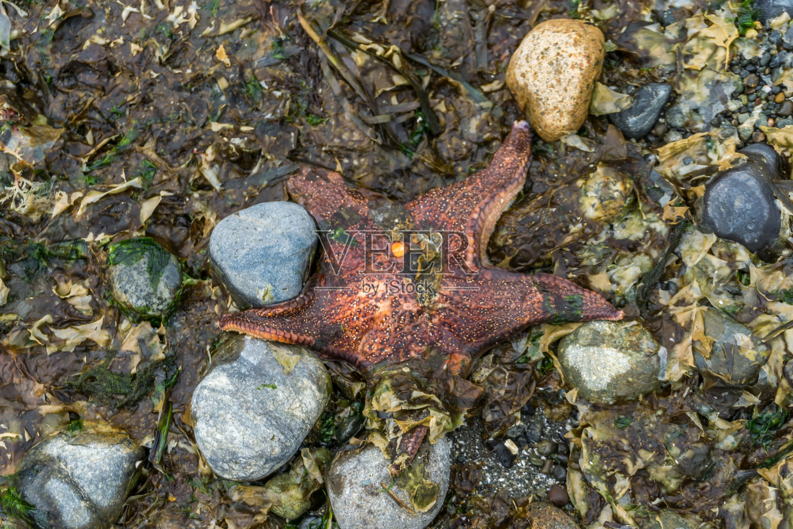 红湿海星照片摄影图片