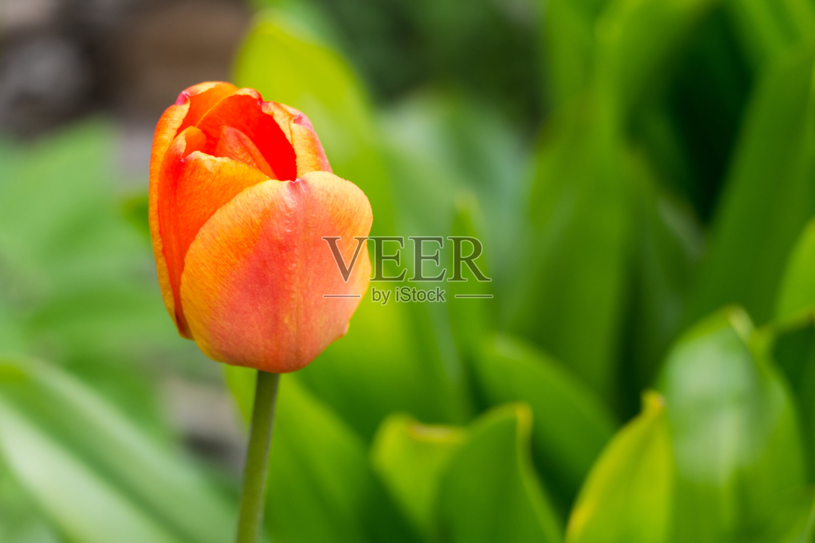 春天，绿色背景上的红色郁金香照片摄影图片