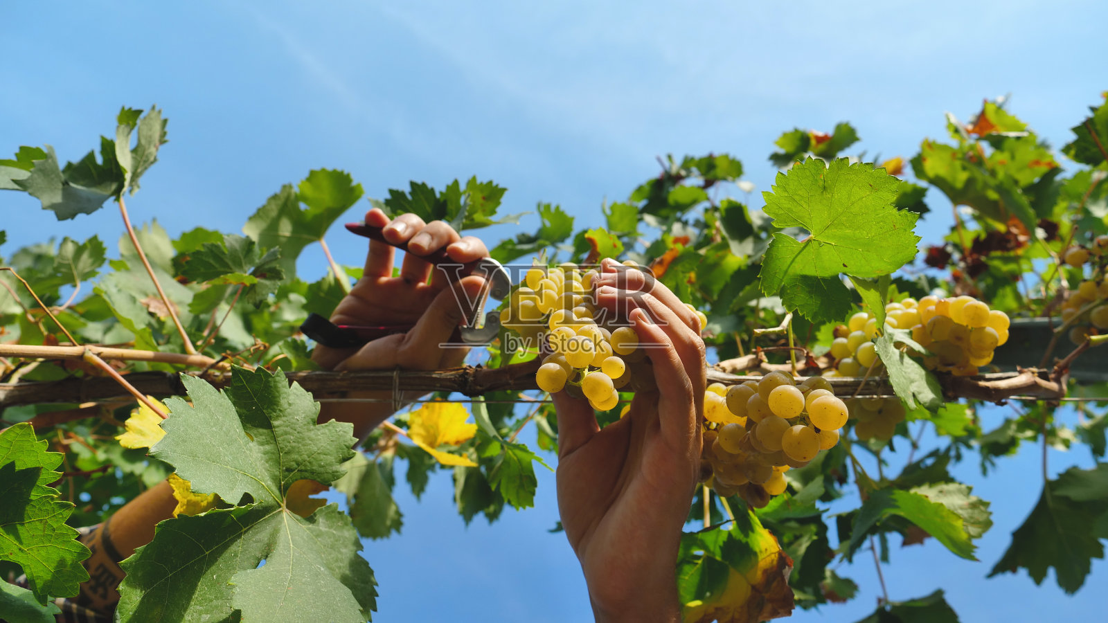 农民的手在九月收获葡萄园，收集精选的葡萄串在意大利大丰收。照片摄影图片