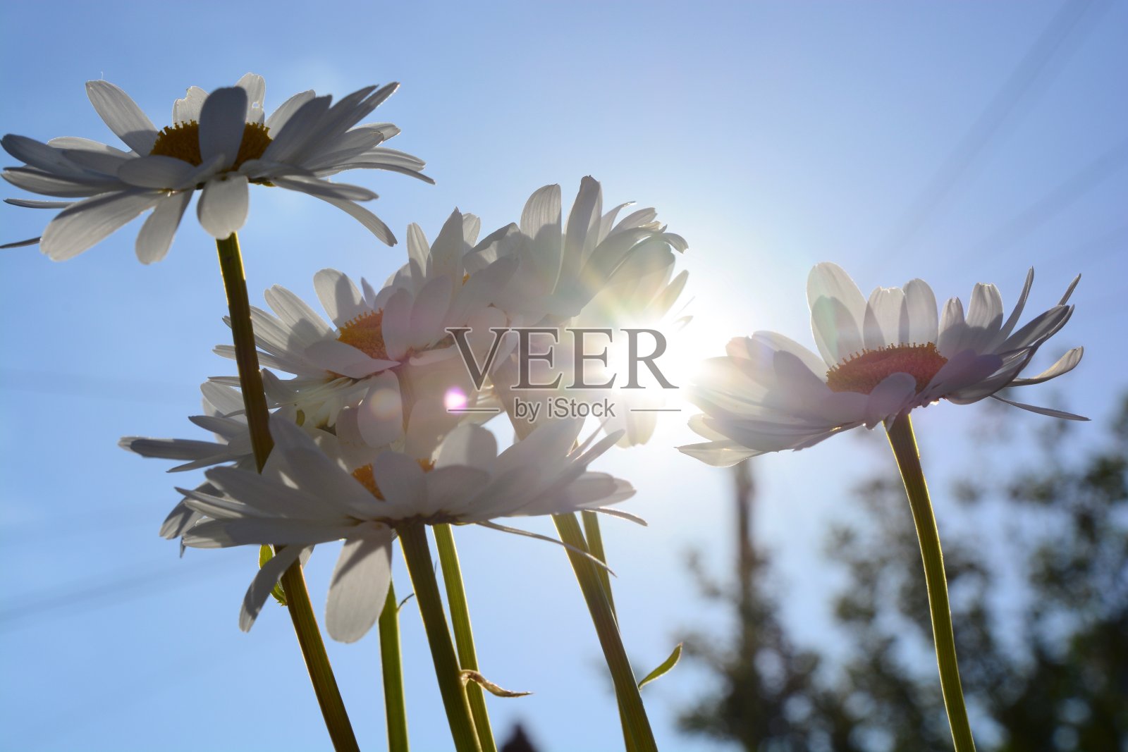 米迦勒雏菊，美丽的花朵映衬着明亮的蓝天照片摄影图片