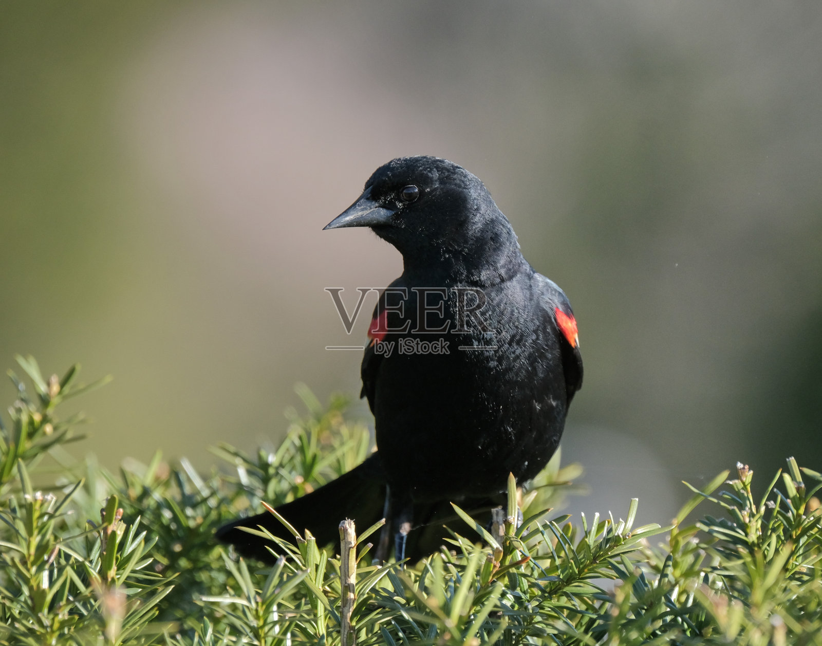 红翼黑鸟照片摄影图片