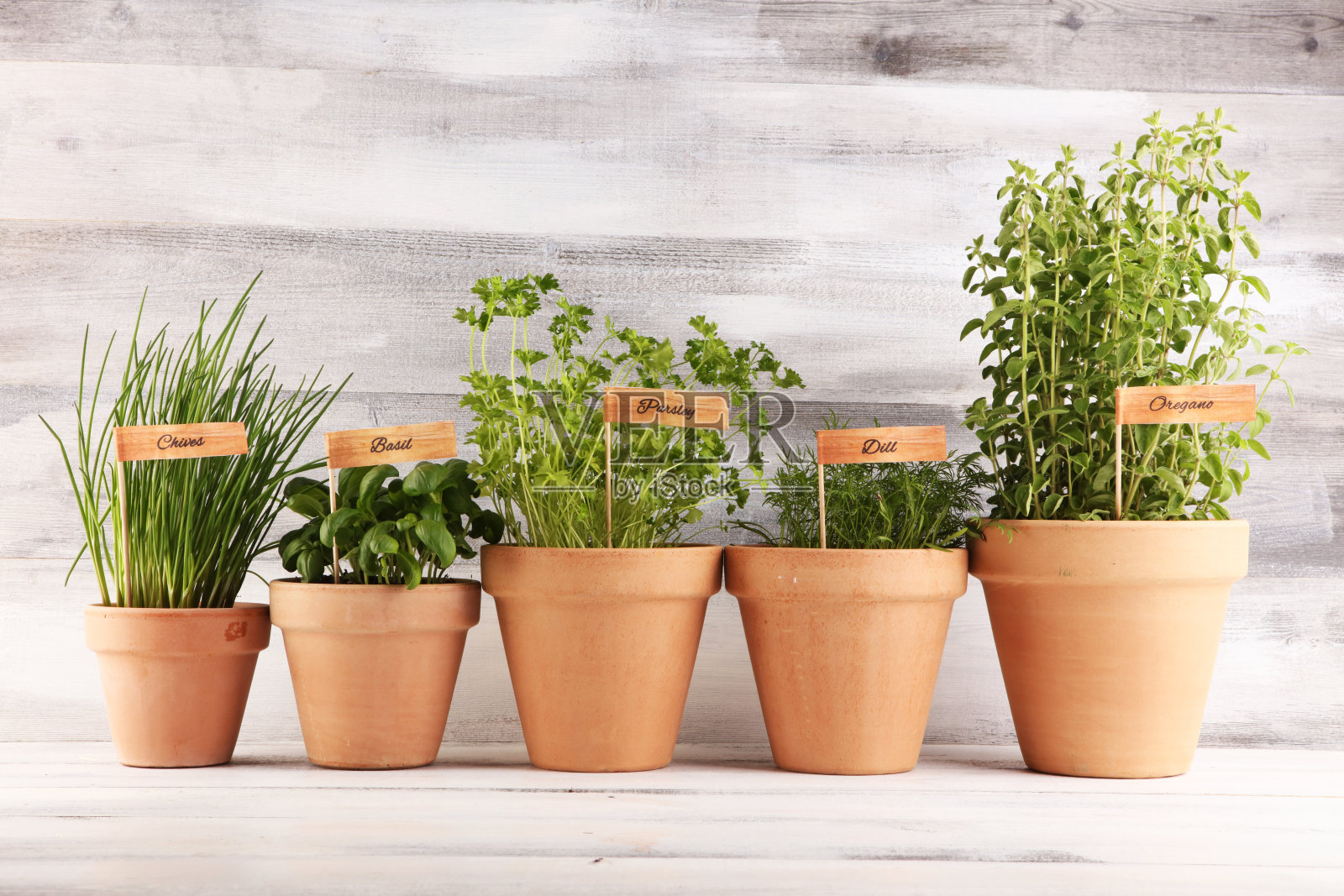 在古老的陶罐里种植芳香的草药。一套烹饪香草。绿色生长的罗勒，欧芹和牛至的标签照片摄影图片