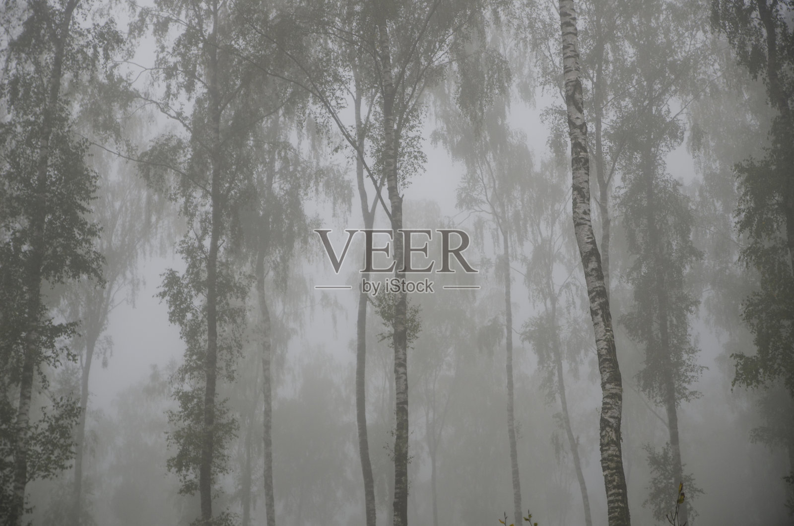 迷雾森林照片摄影图片