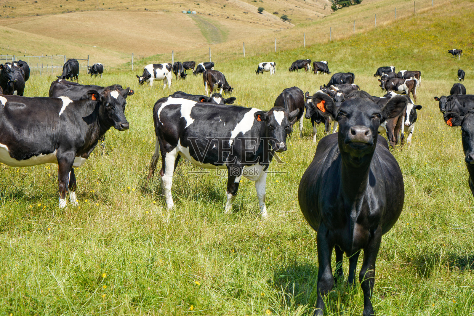 新西兰杰拉尔丁-费尔利高速公路牧场上的荷斯坦奶牛照片摄影图片