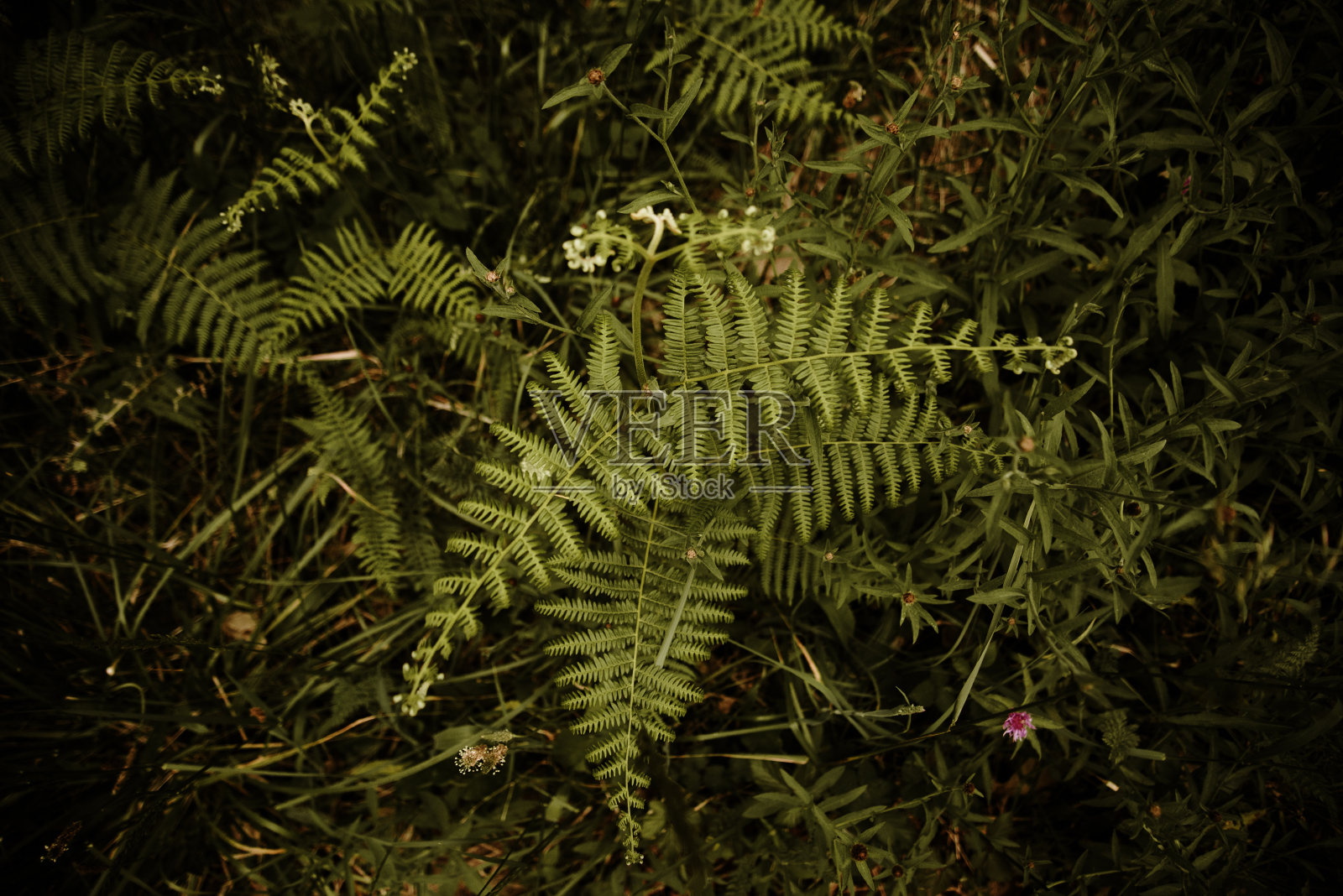 绿色的蕨类植物照片摄影图片