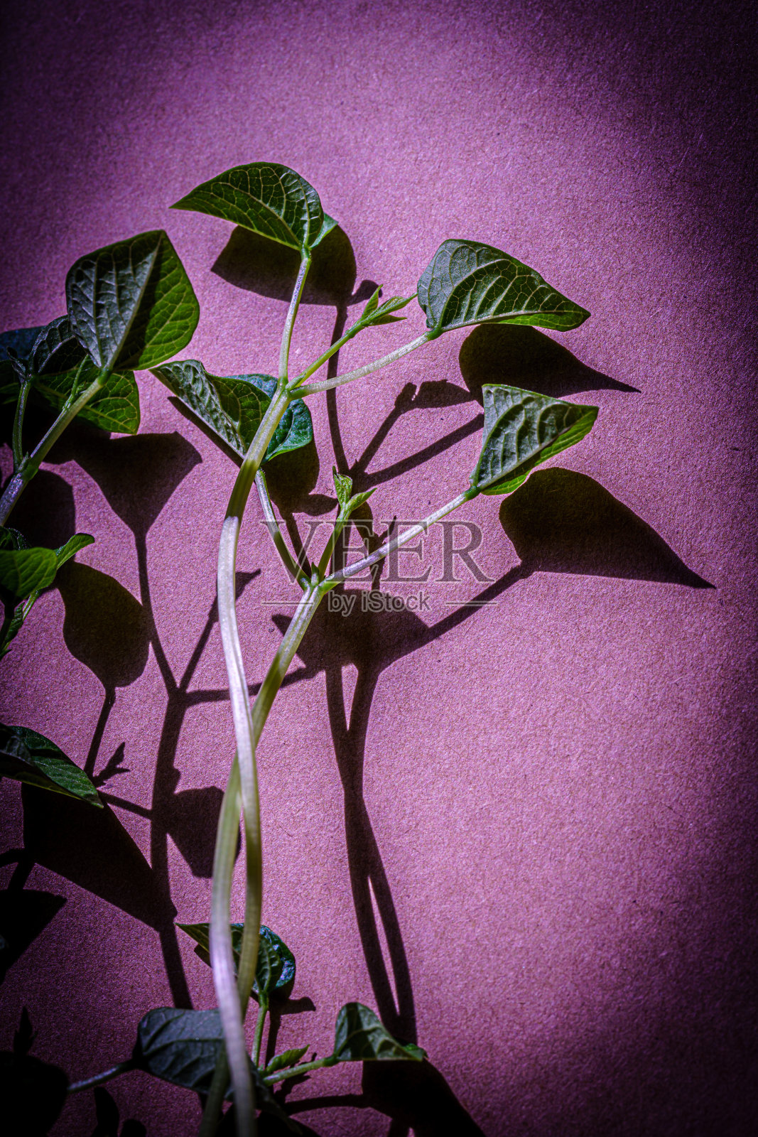 新鲜的绿芽。紫色背景下的绿叶植物。照片摄影图片