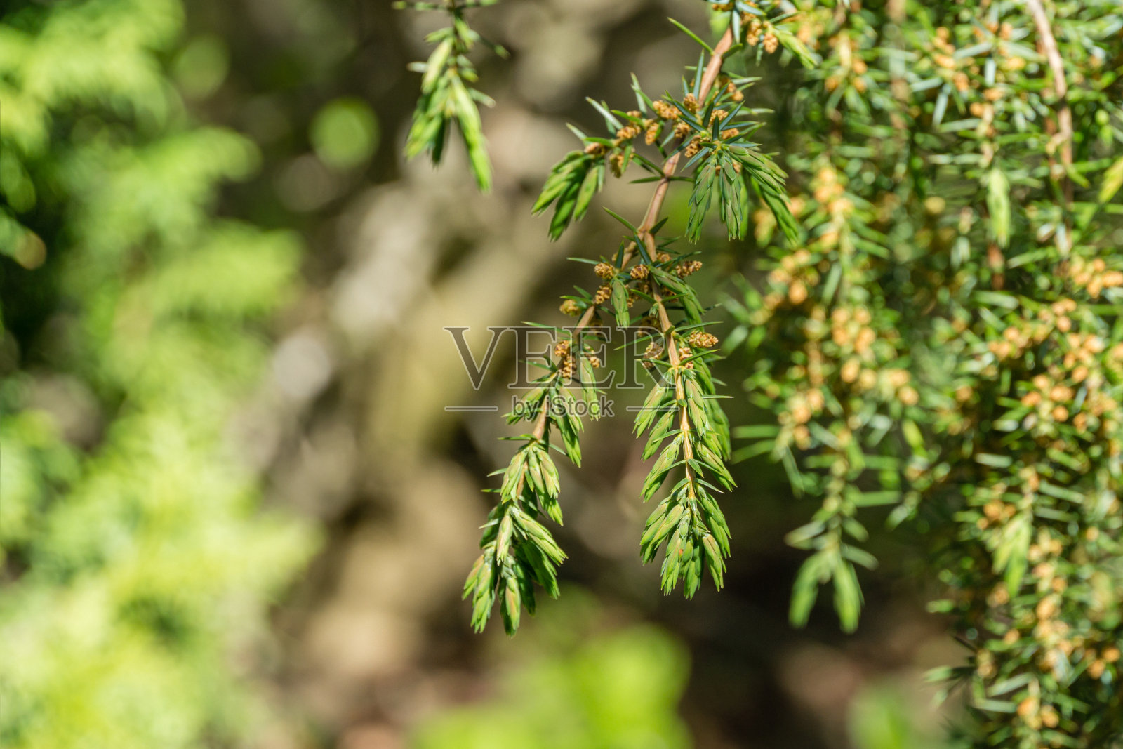 杜松在明亮的绿色草地上盛开，模糊了花园的背景。近距离拍摄杜松枝上的针和花。弹簧设计的自然概念。有选择性的重点照片摄影图片